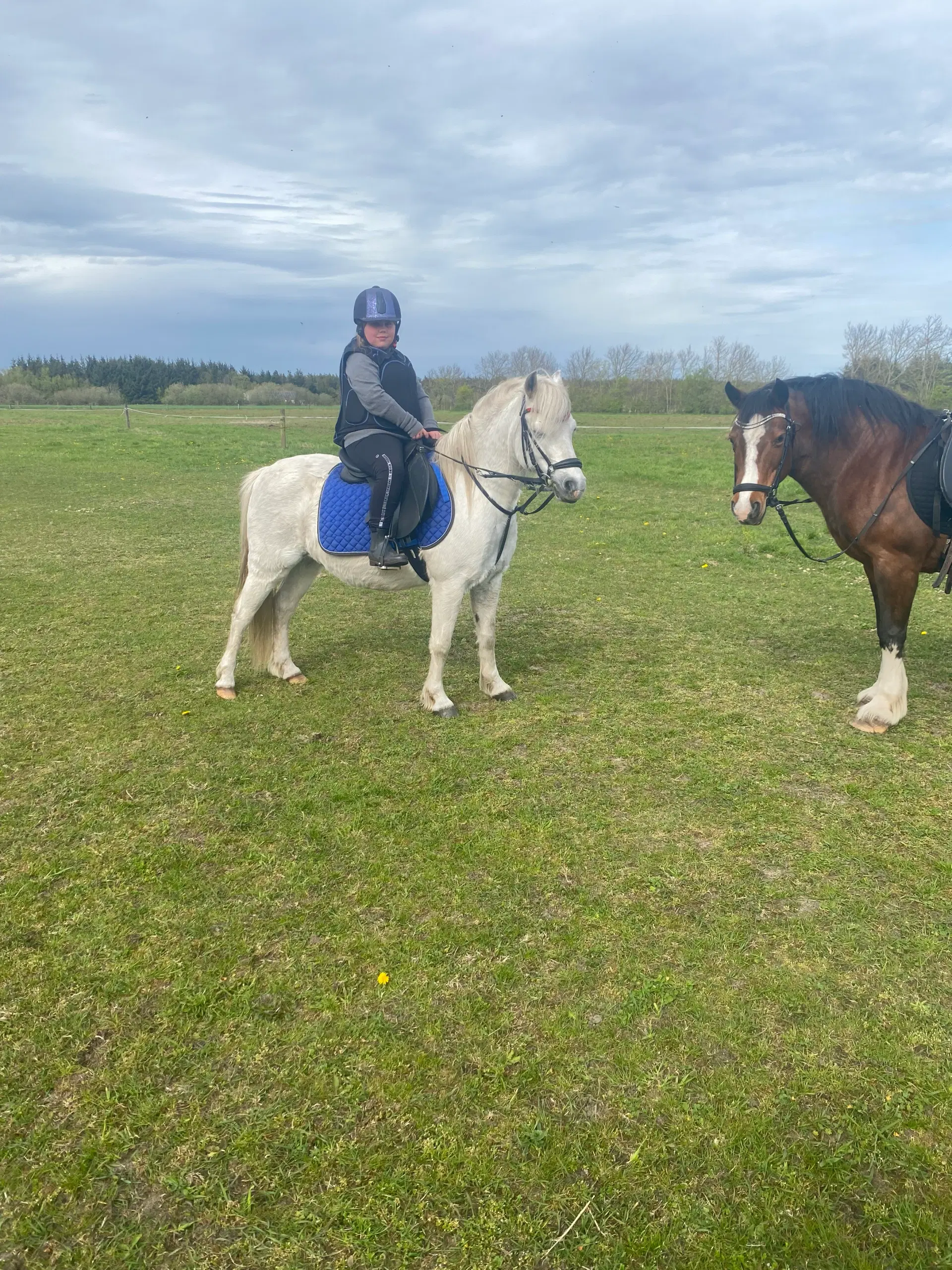 Welsh pony