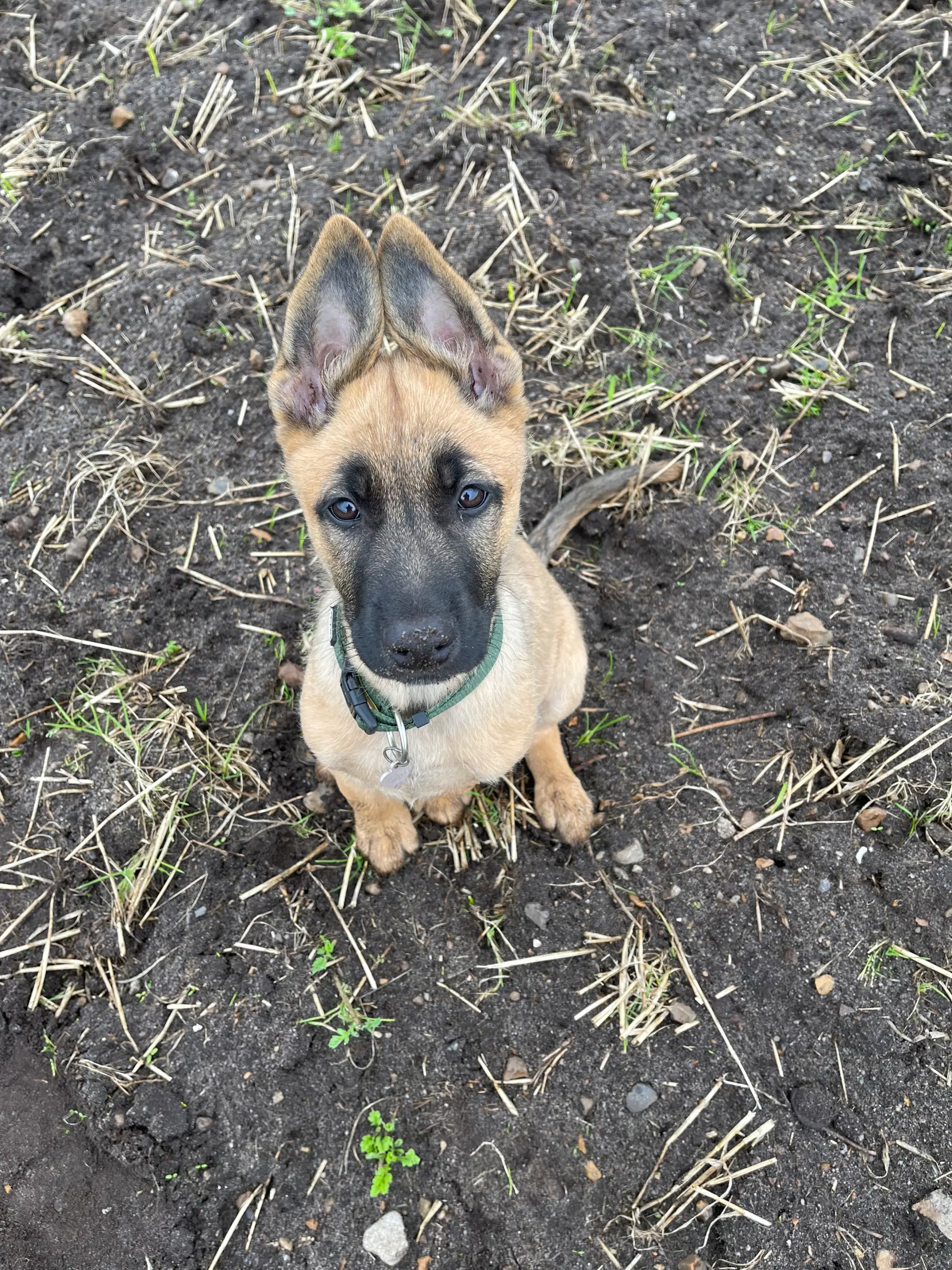 schæfer/malinois hvalp