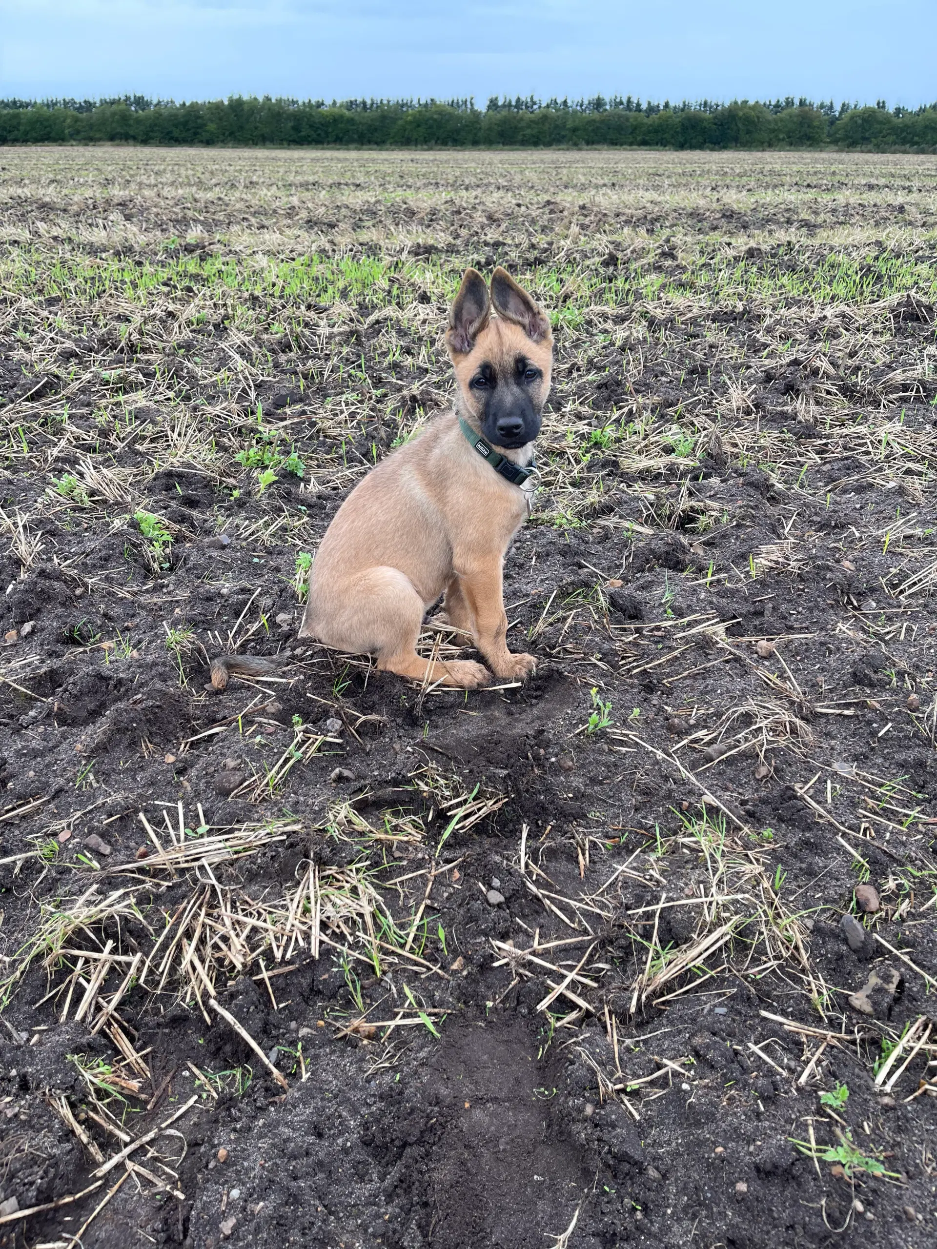 schæfer/malinois hvalp