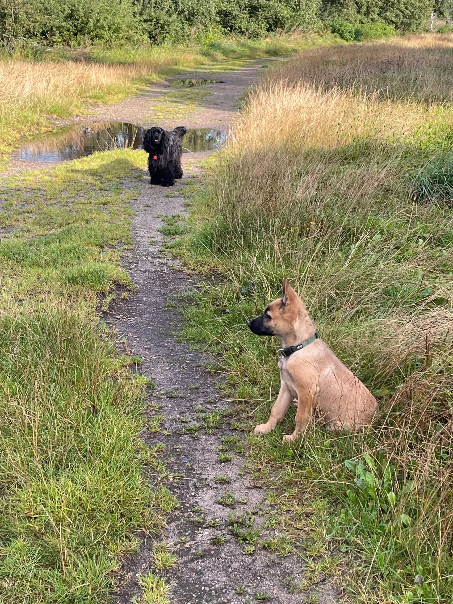 schæfer/malinois hvalp