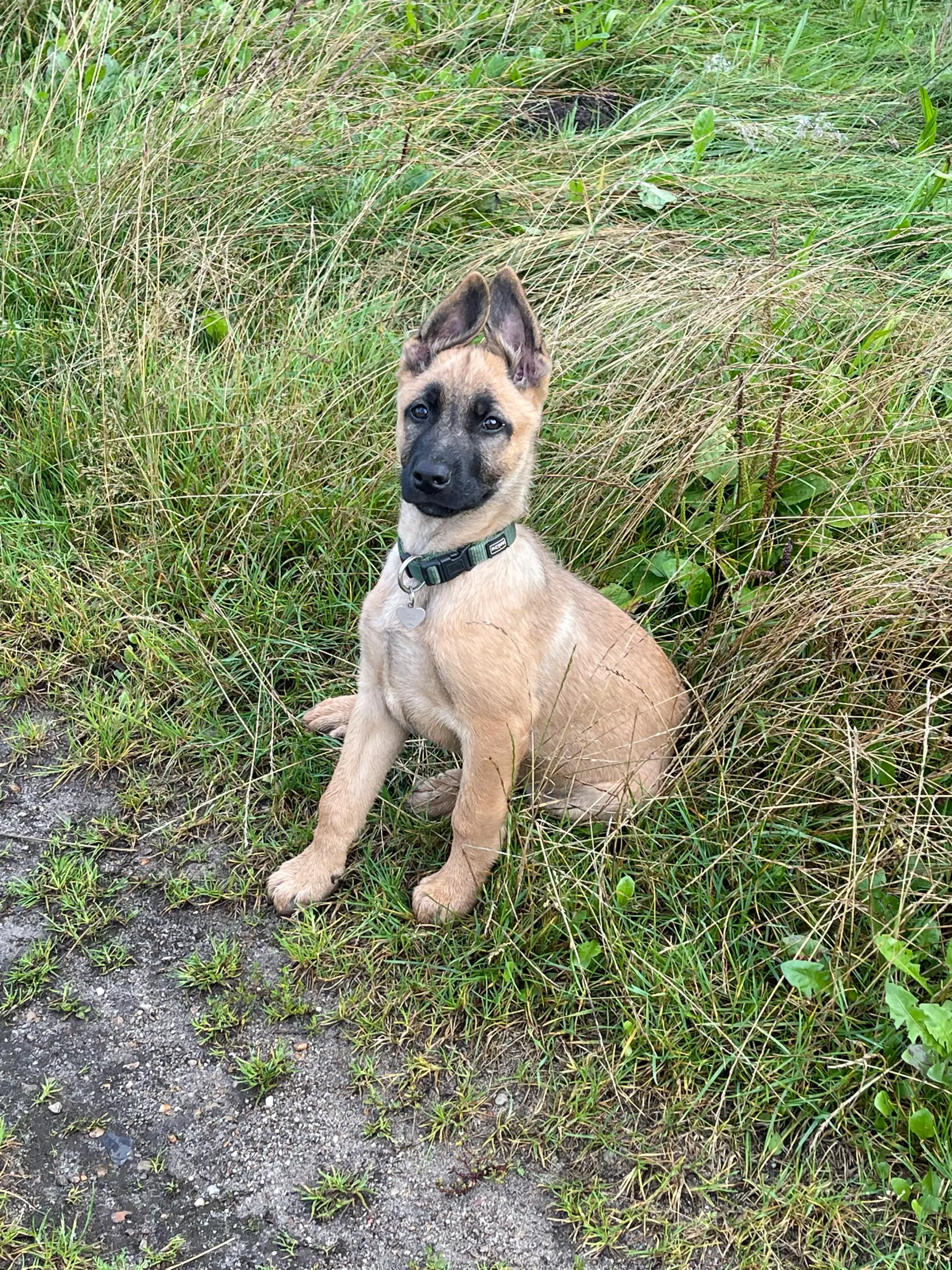 schæfer/malinois hvalp