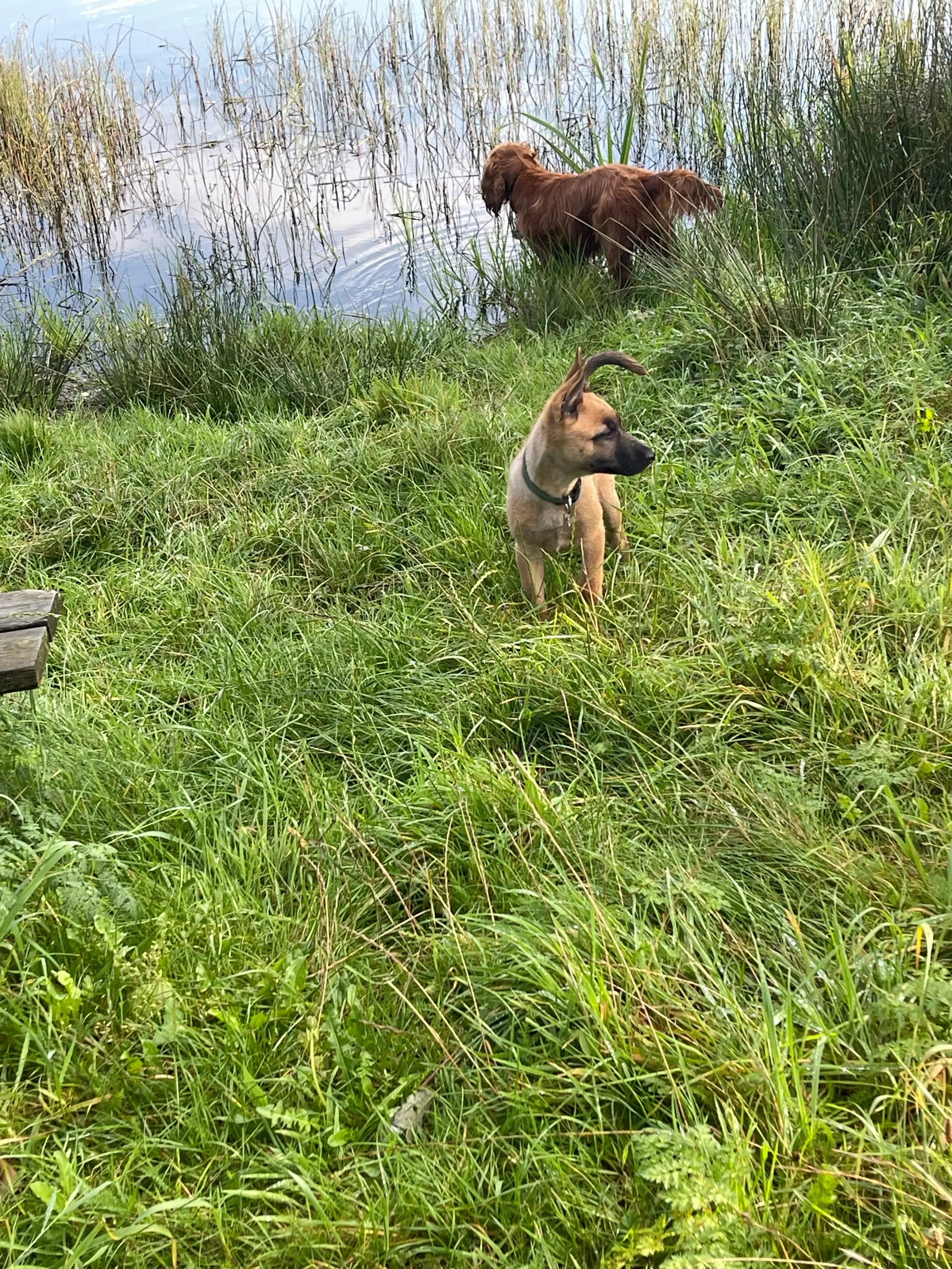 schæfer/malinois hvalp