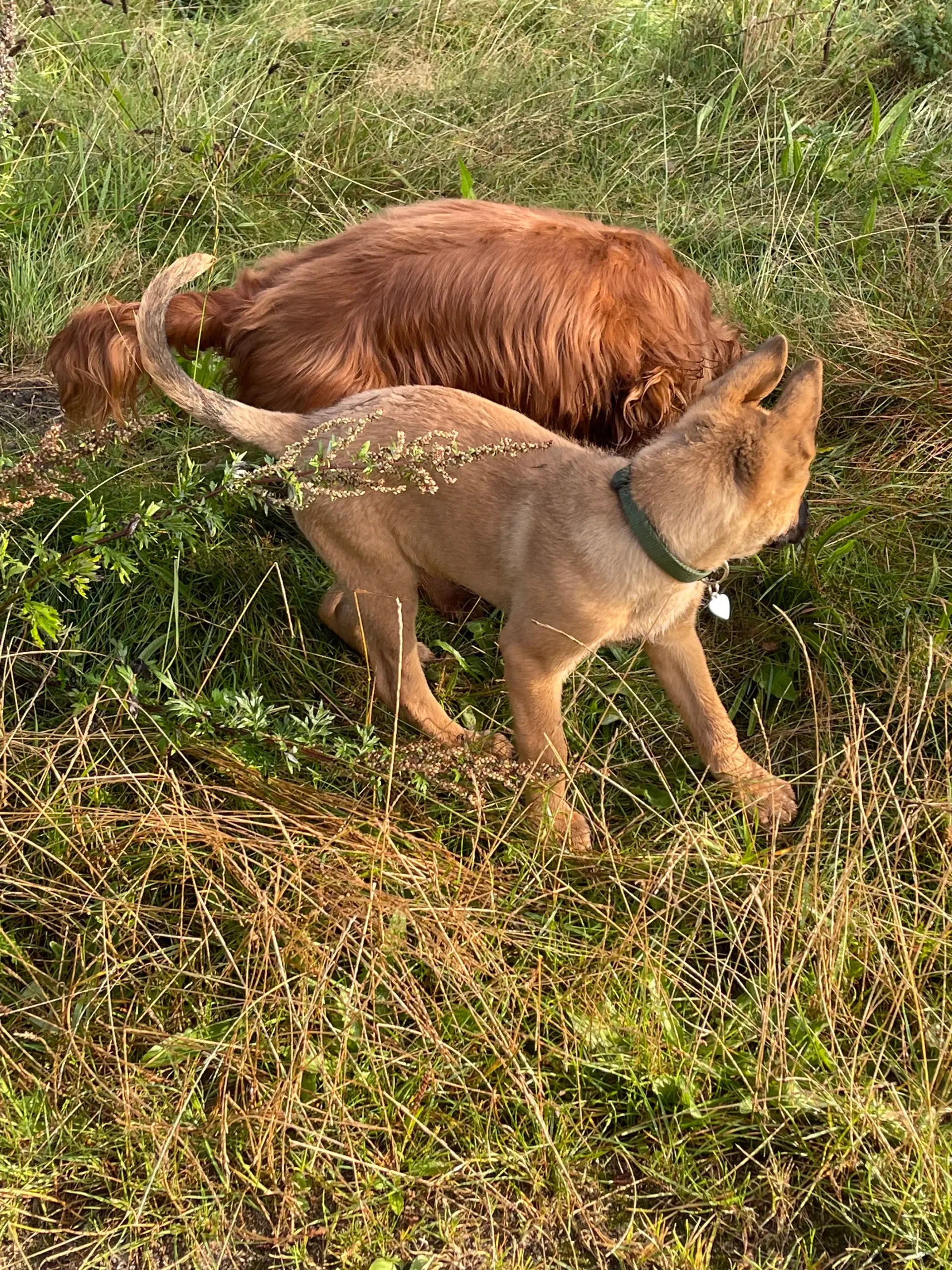 schæfer/malinois hvalp