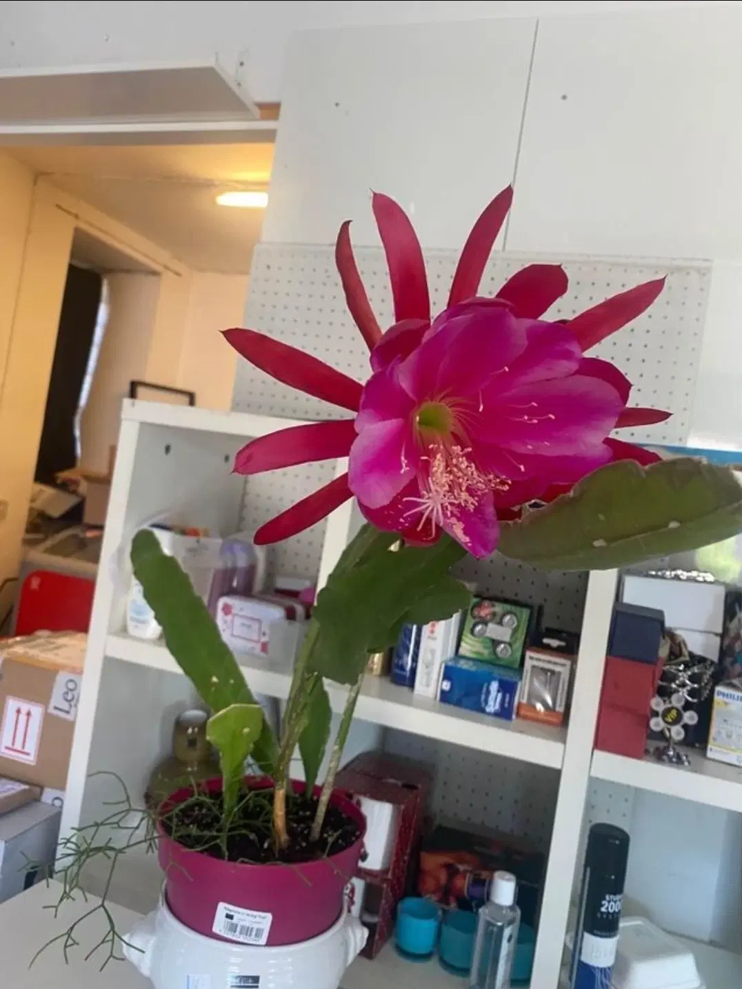 Epiphyllum yallow tang zigzag stilkning m roder