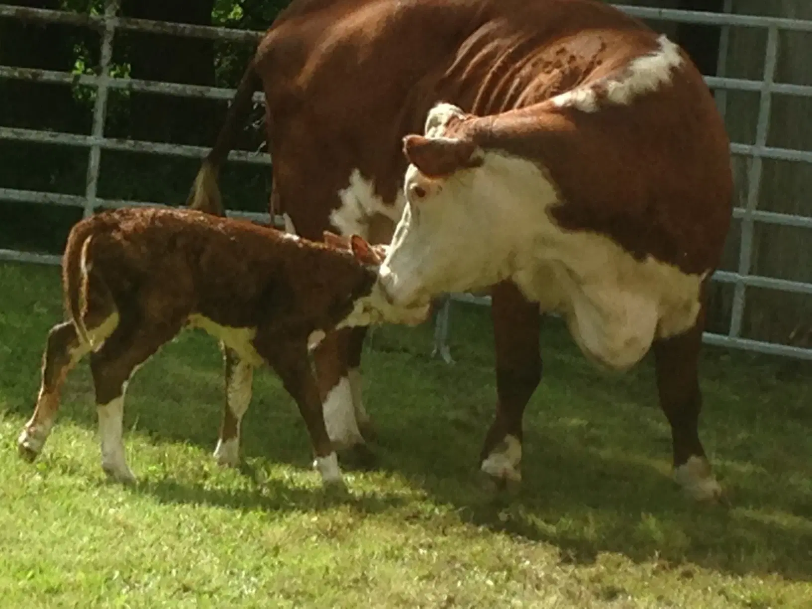 Hereford købes