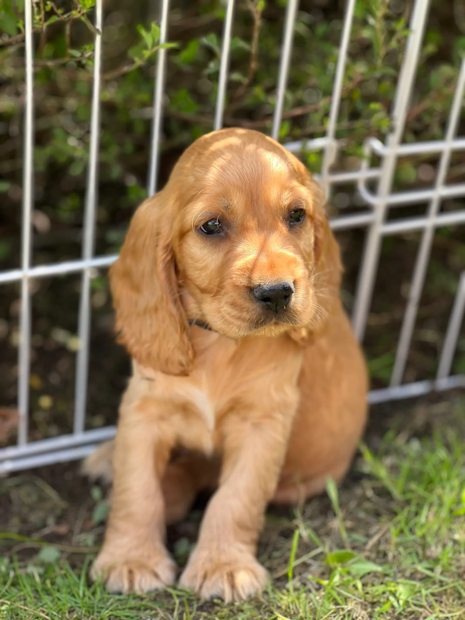 Cocker spaniel