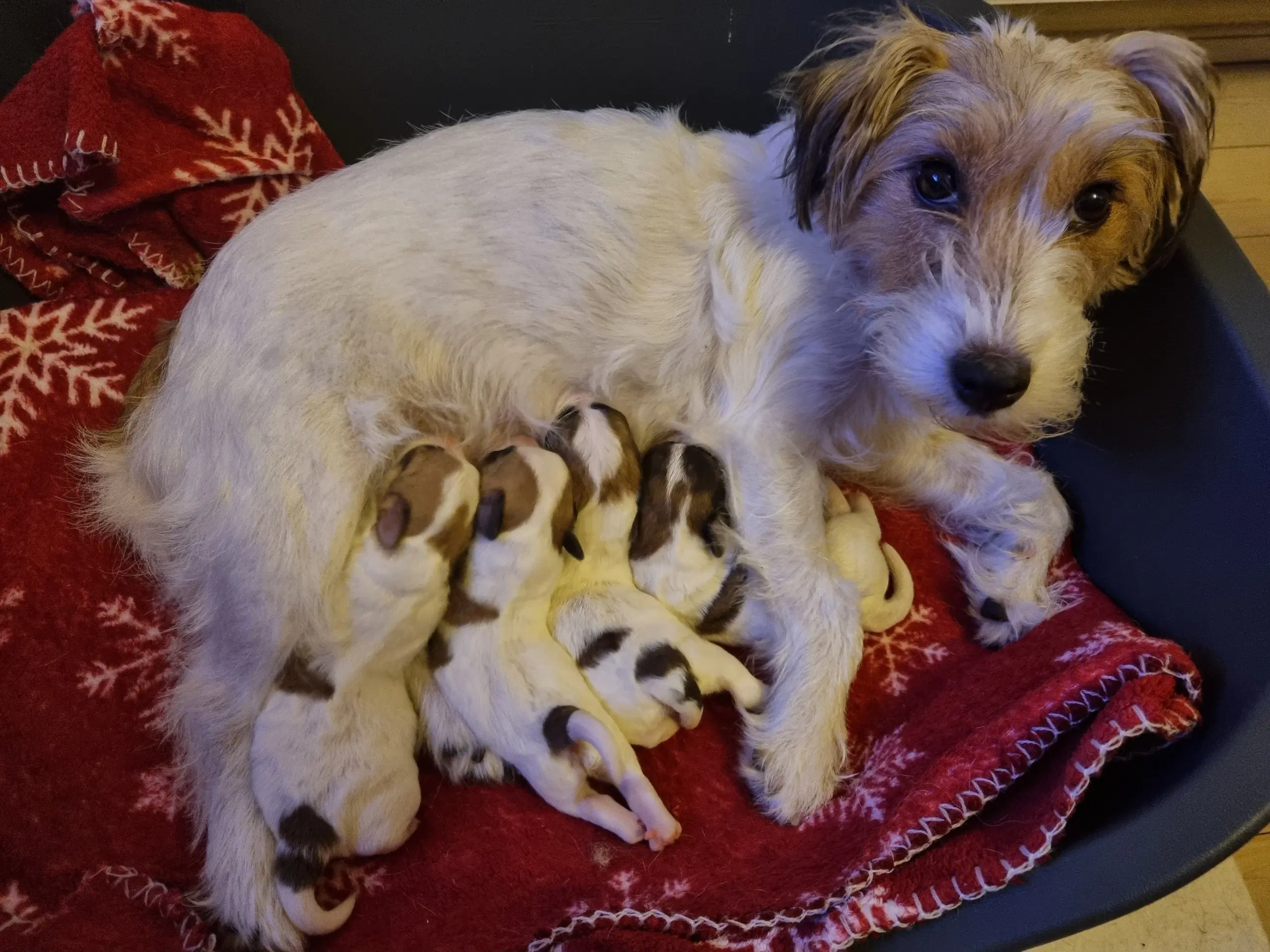 Jack russell terrier/ Malteser