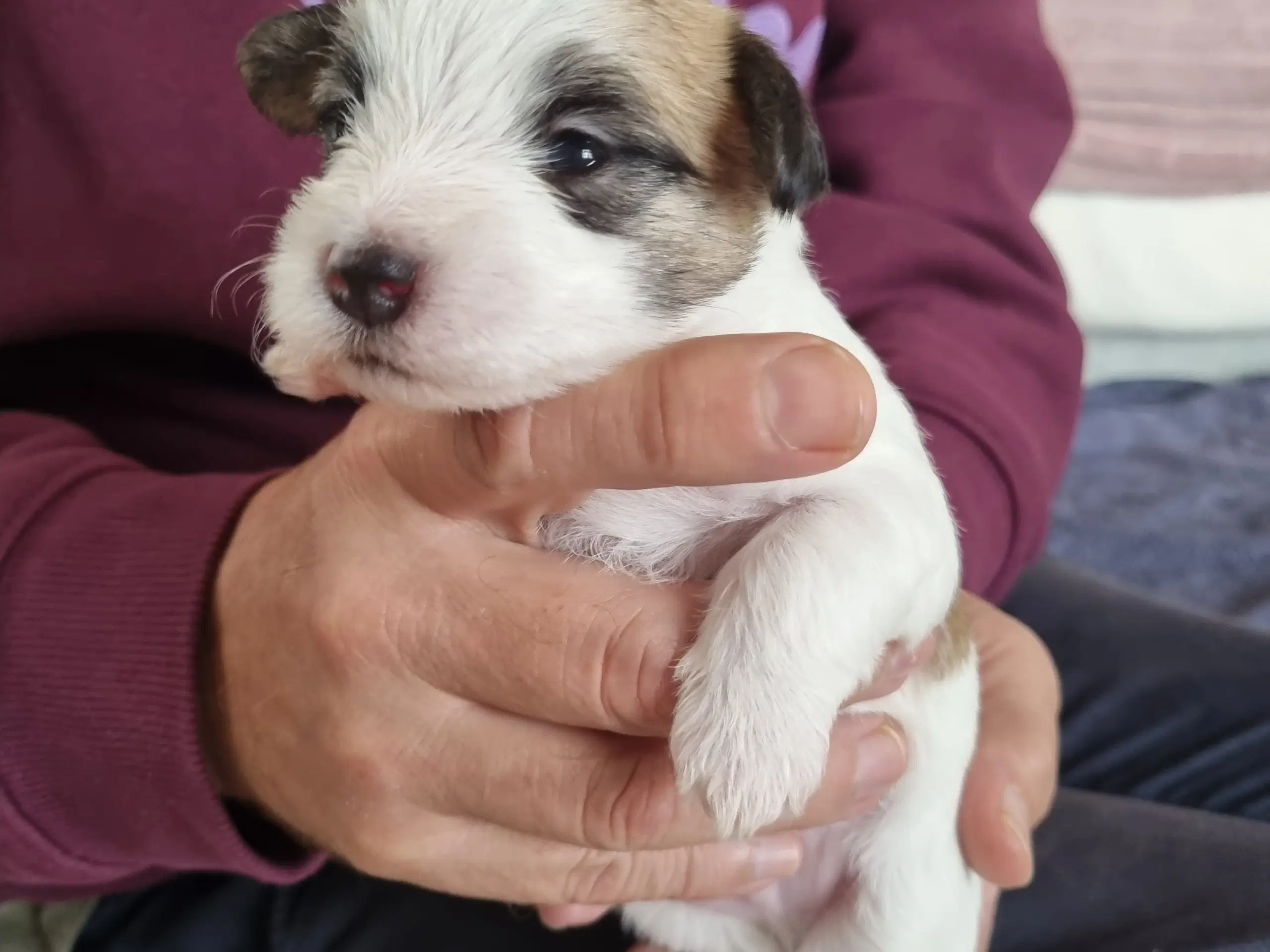 Jack russell terrier/ Malteser