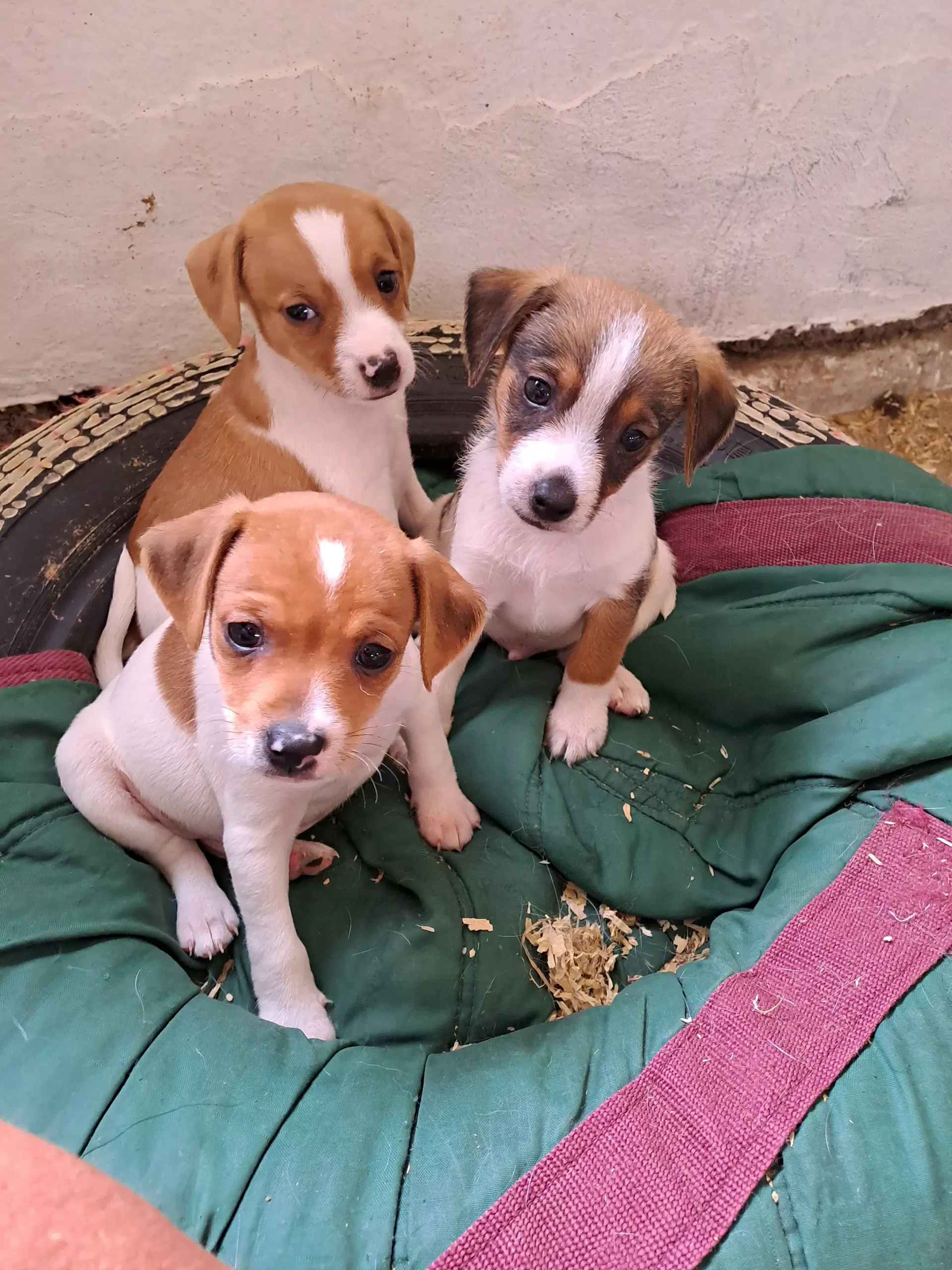 Dansk svensk gårdhund valpe