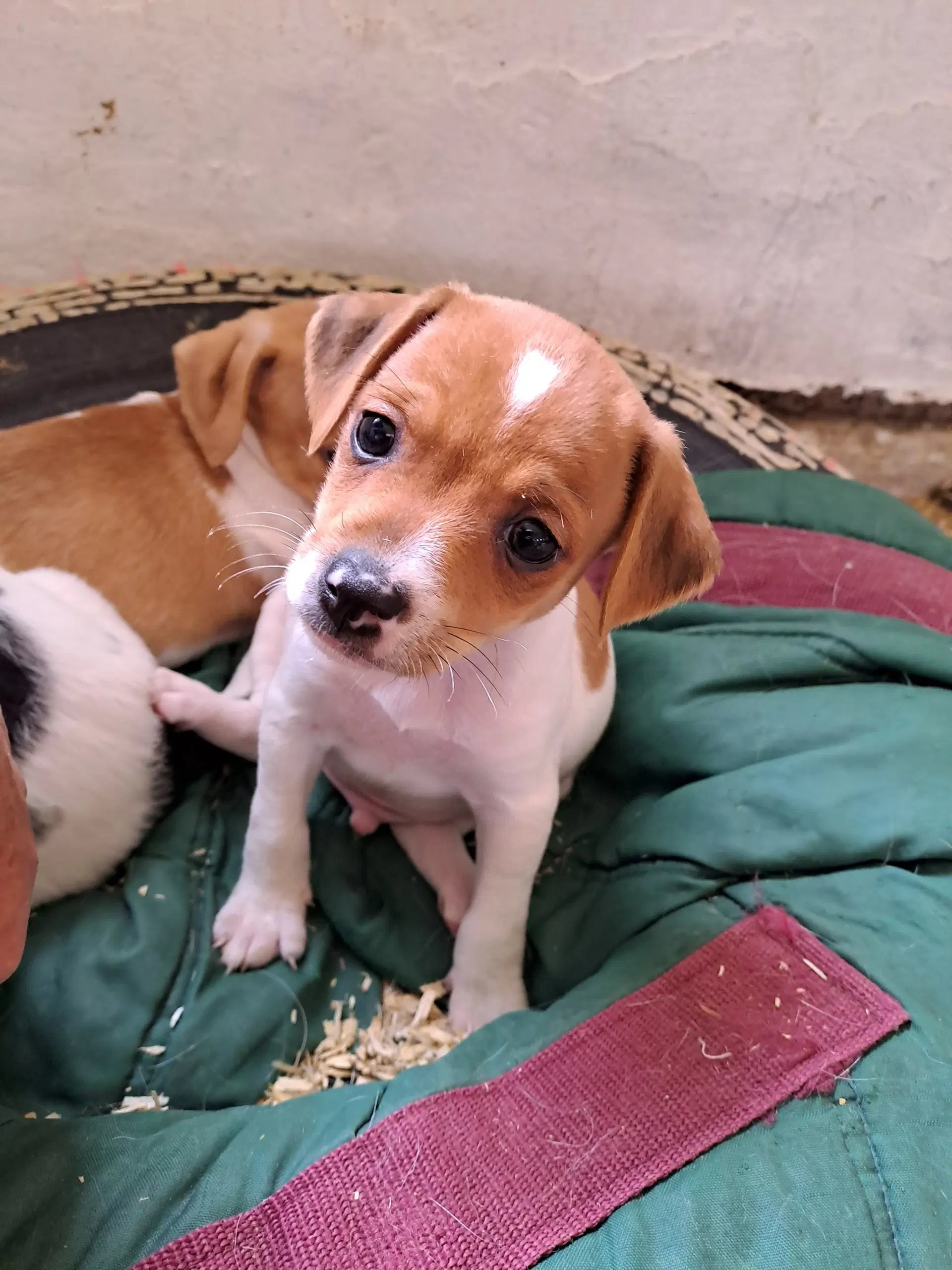 Dansk svensk gårdhund valpe