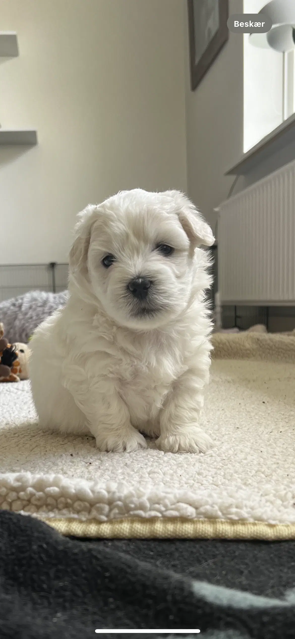 Coton de tulear hvalpe