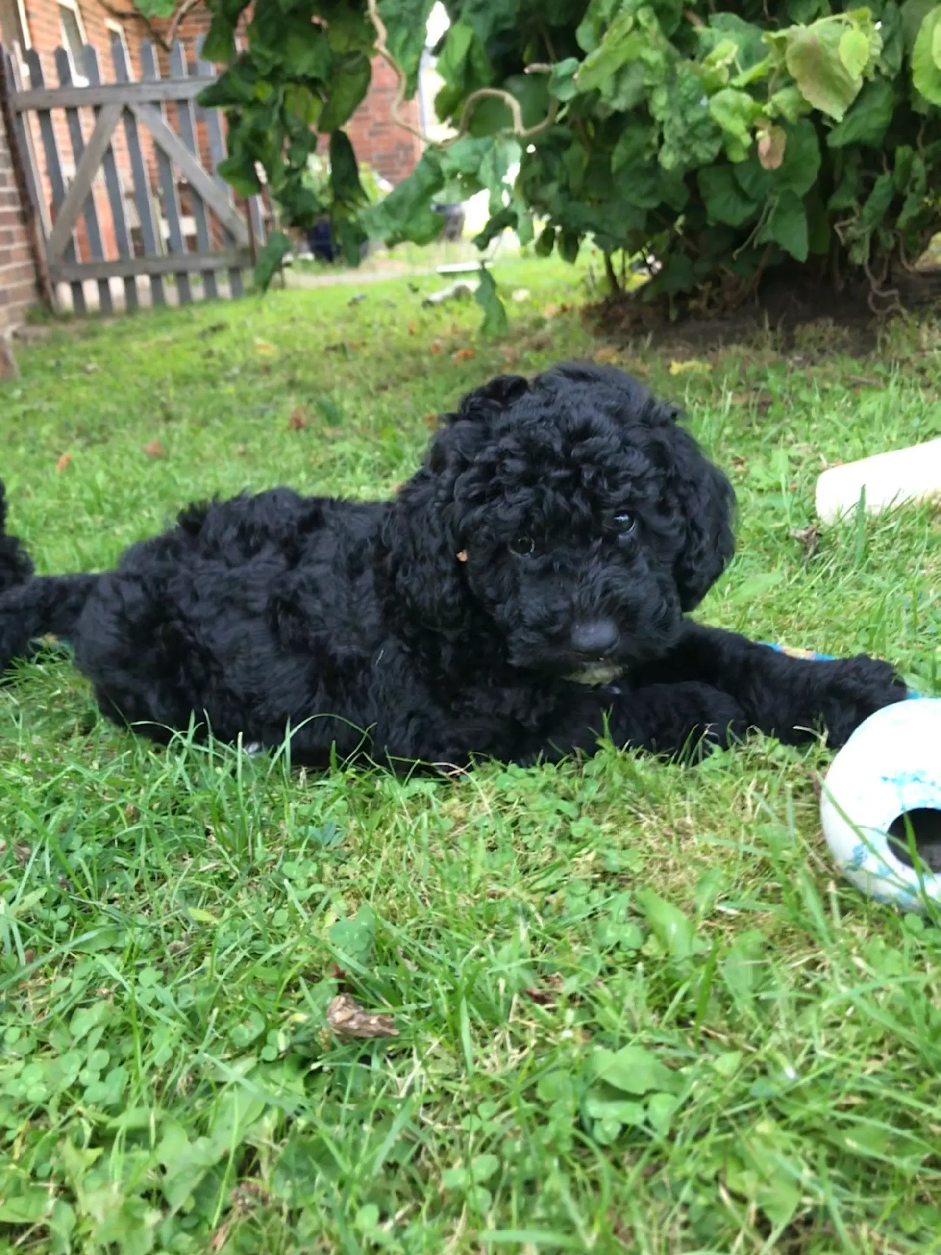 Labradoodle hvalpe 8F7B