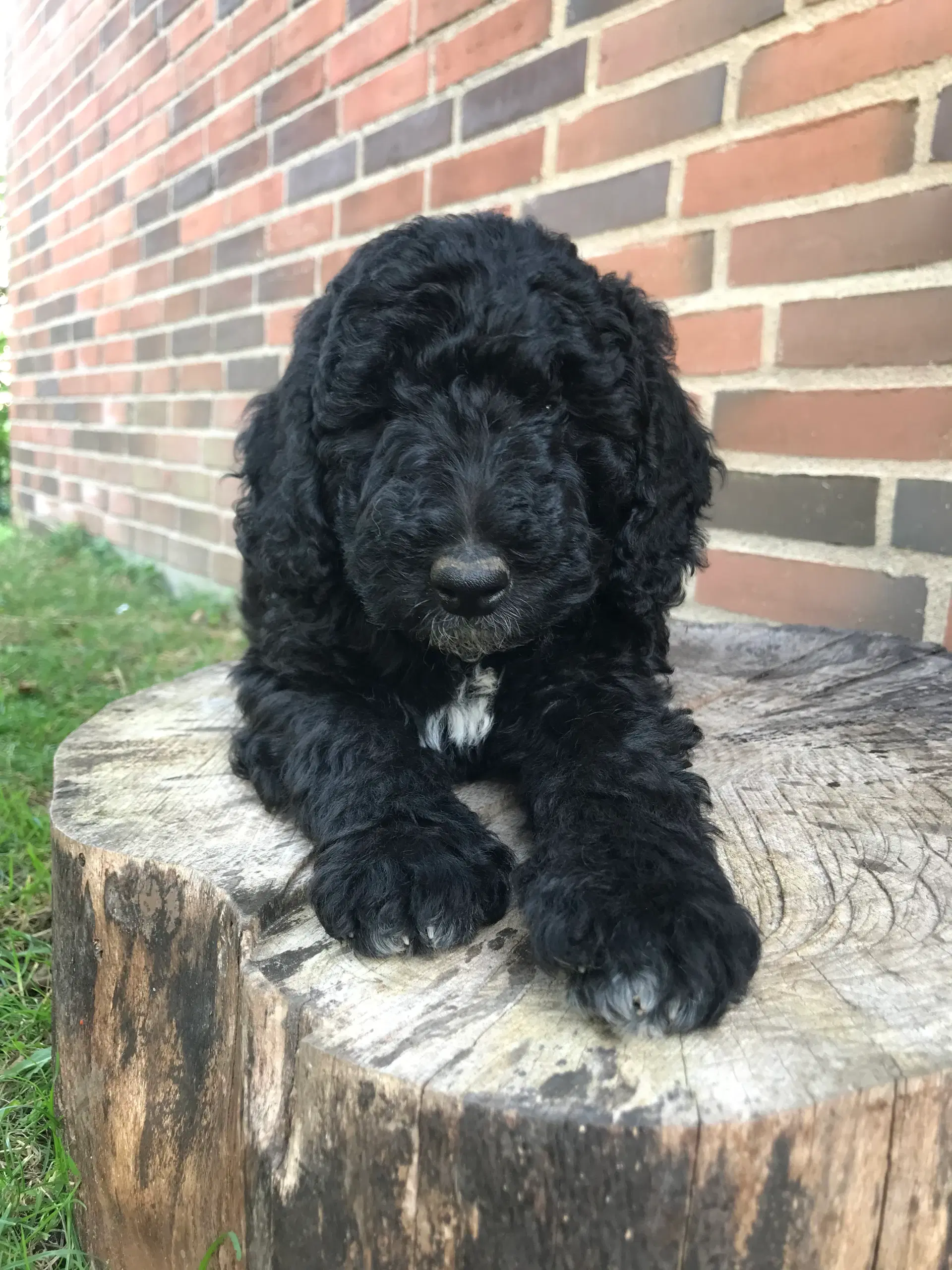 Labradoodle hvalpe 8F7B