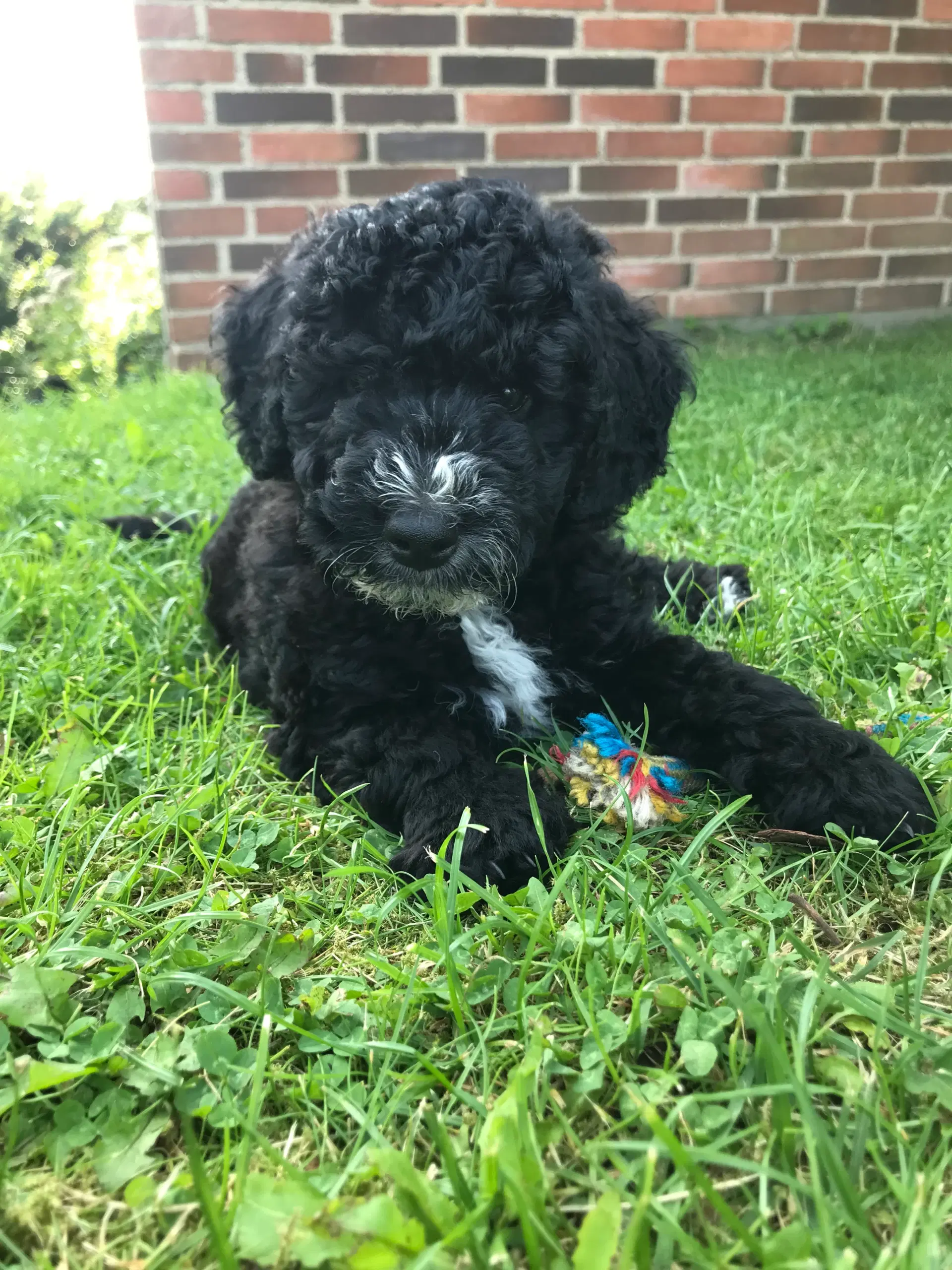 Labradoodle hvalpe 8F7B