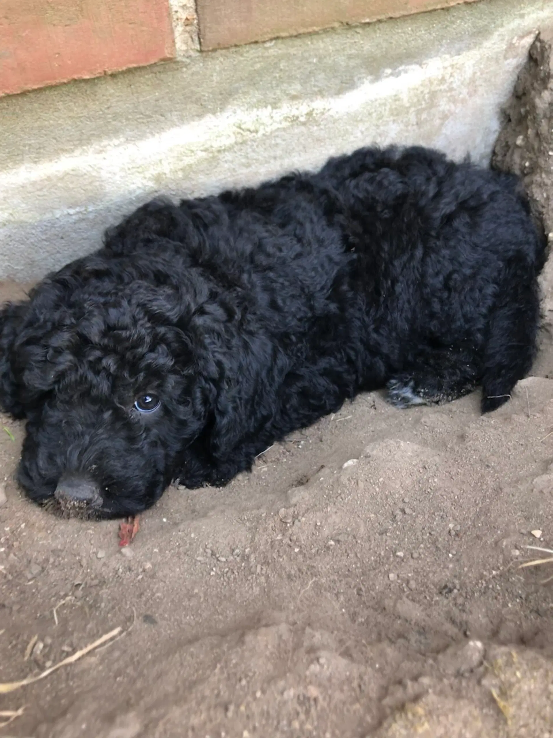 Labradoodle hvalpe 8F7B