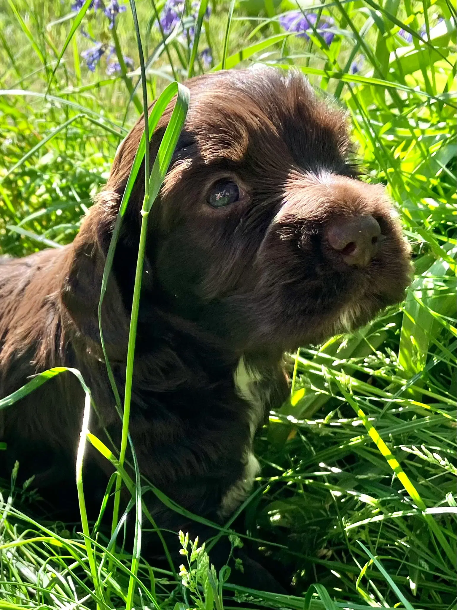 Mini Cocker Spaniel (Cockalier)