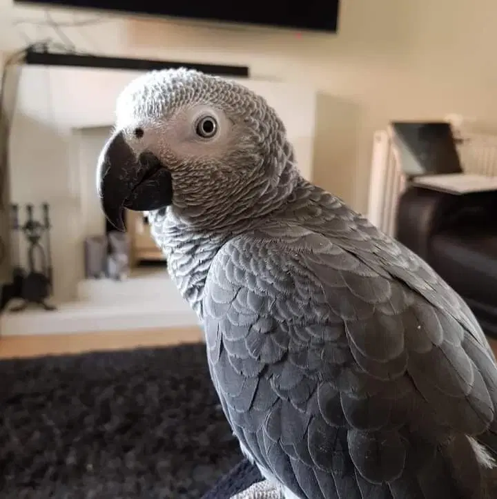 African grey parrots