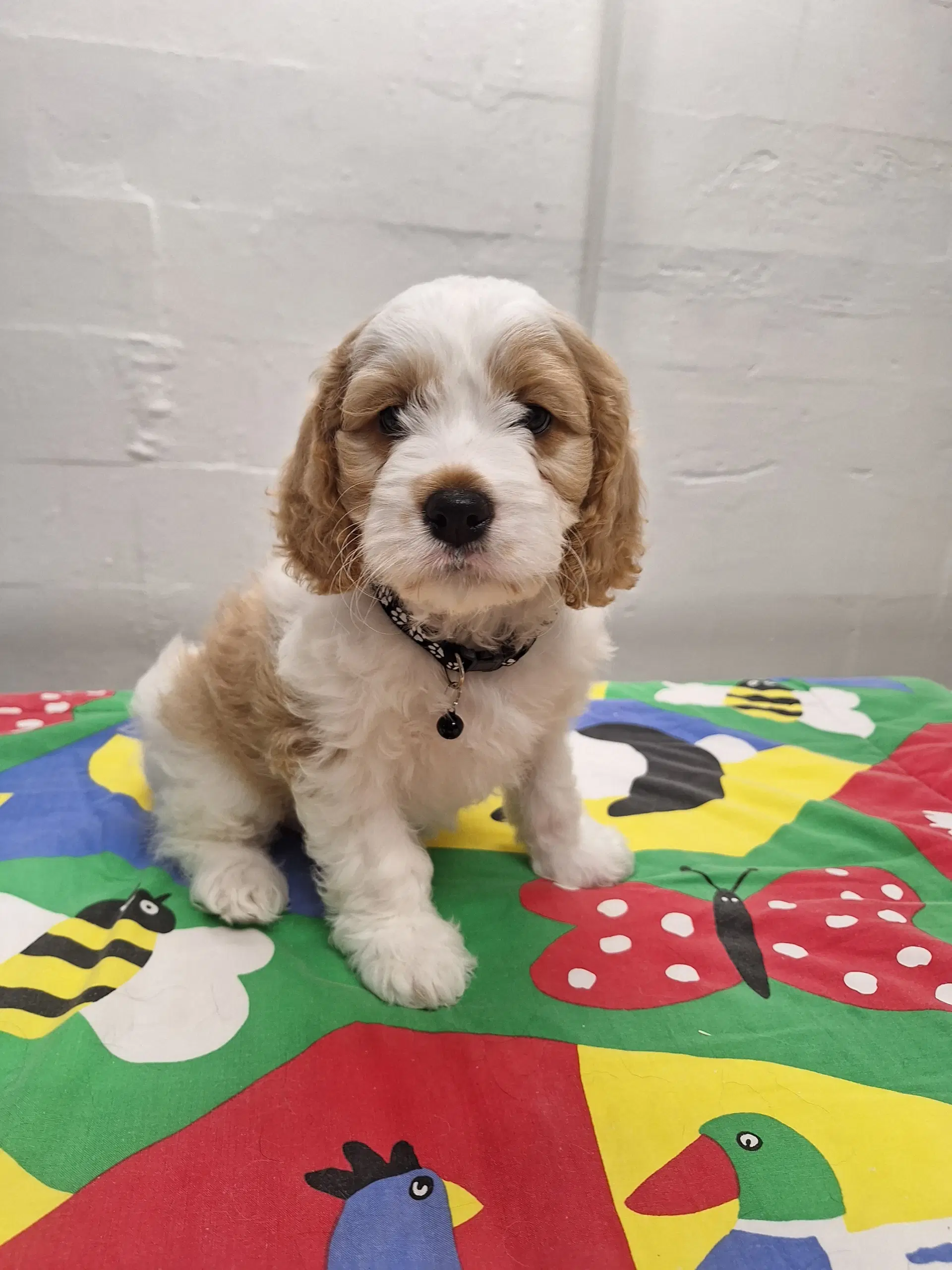 Golden Cavapoo