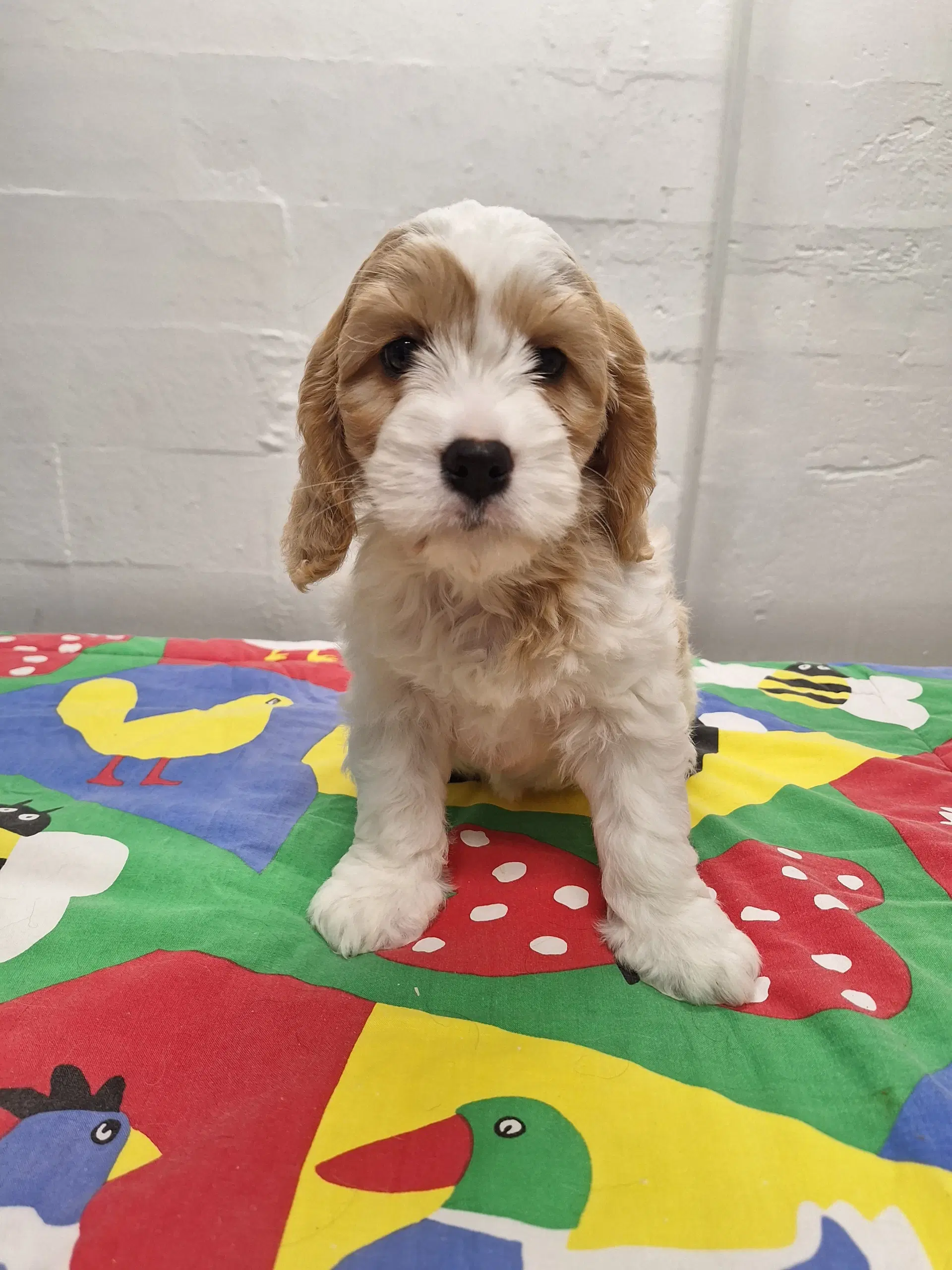 Golden Cavapoo