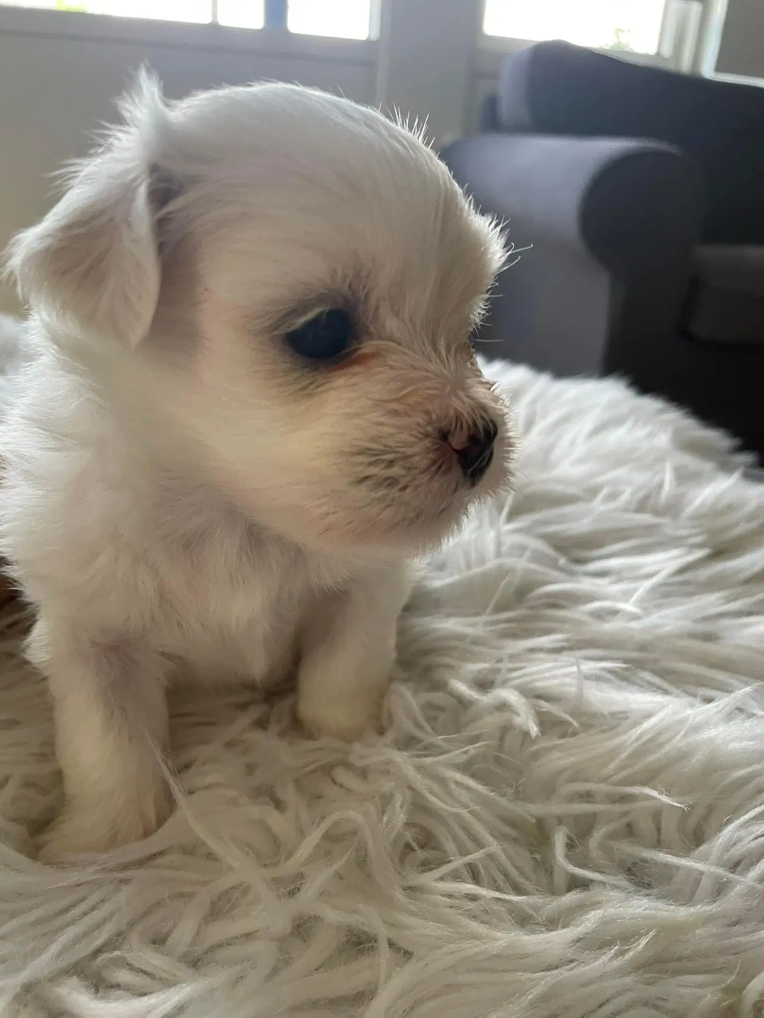 Coton de tulear