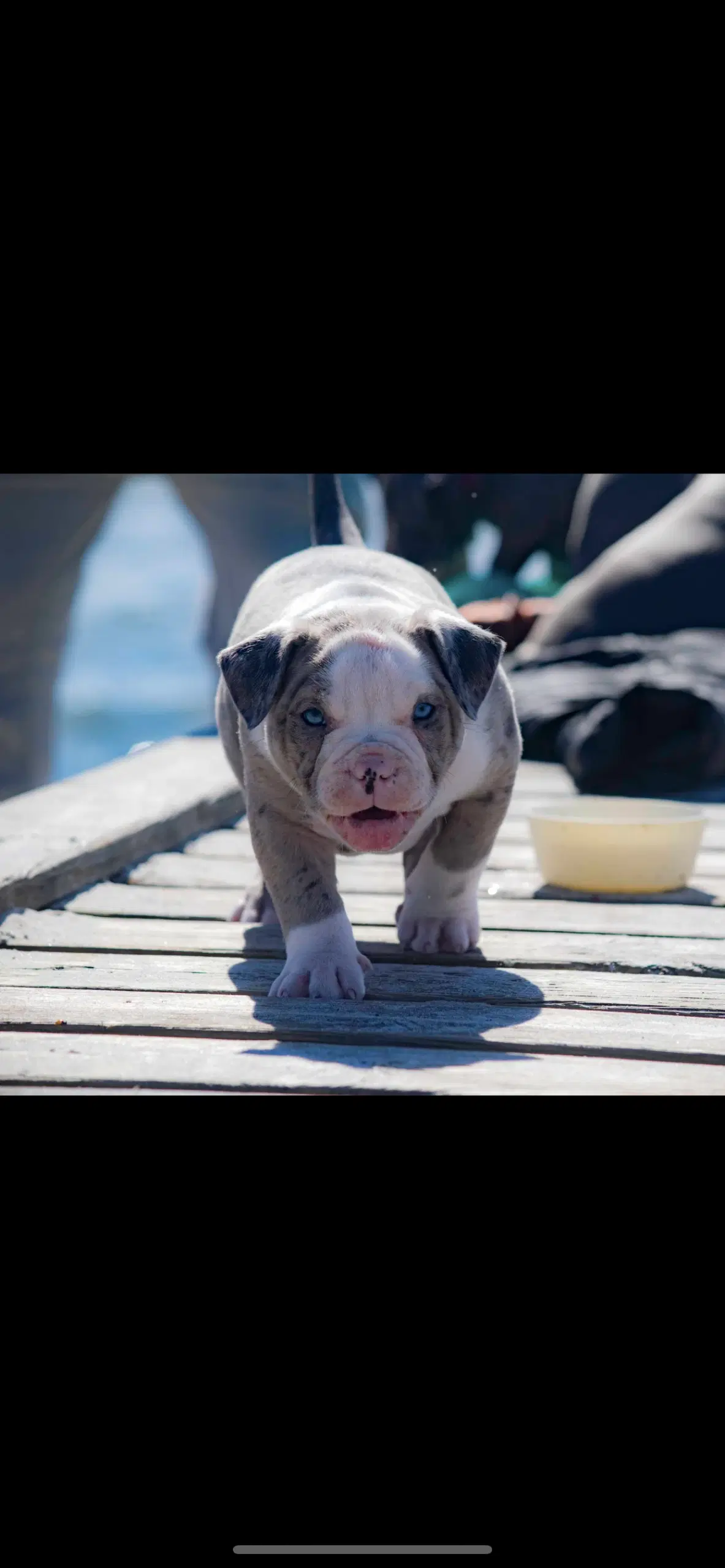 Lilac Merle American Bully Pocket ABKC hvalpe