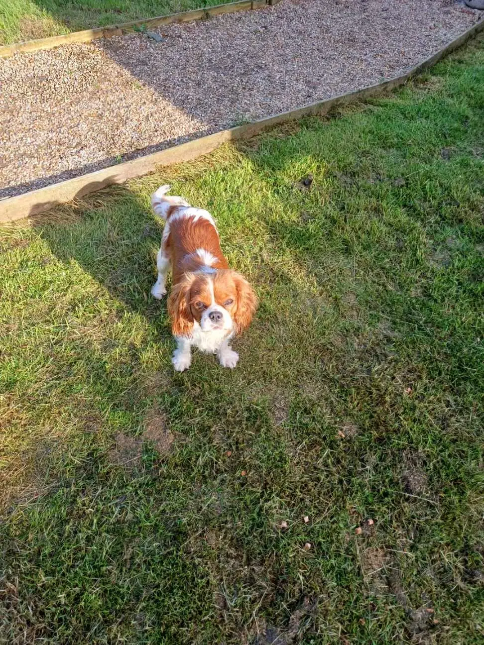 CAVALIER KING CHARLES SPANIEL PIGE SÆLGES