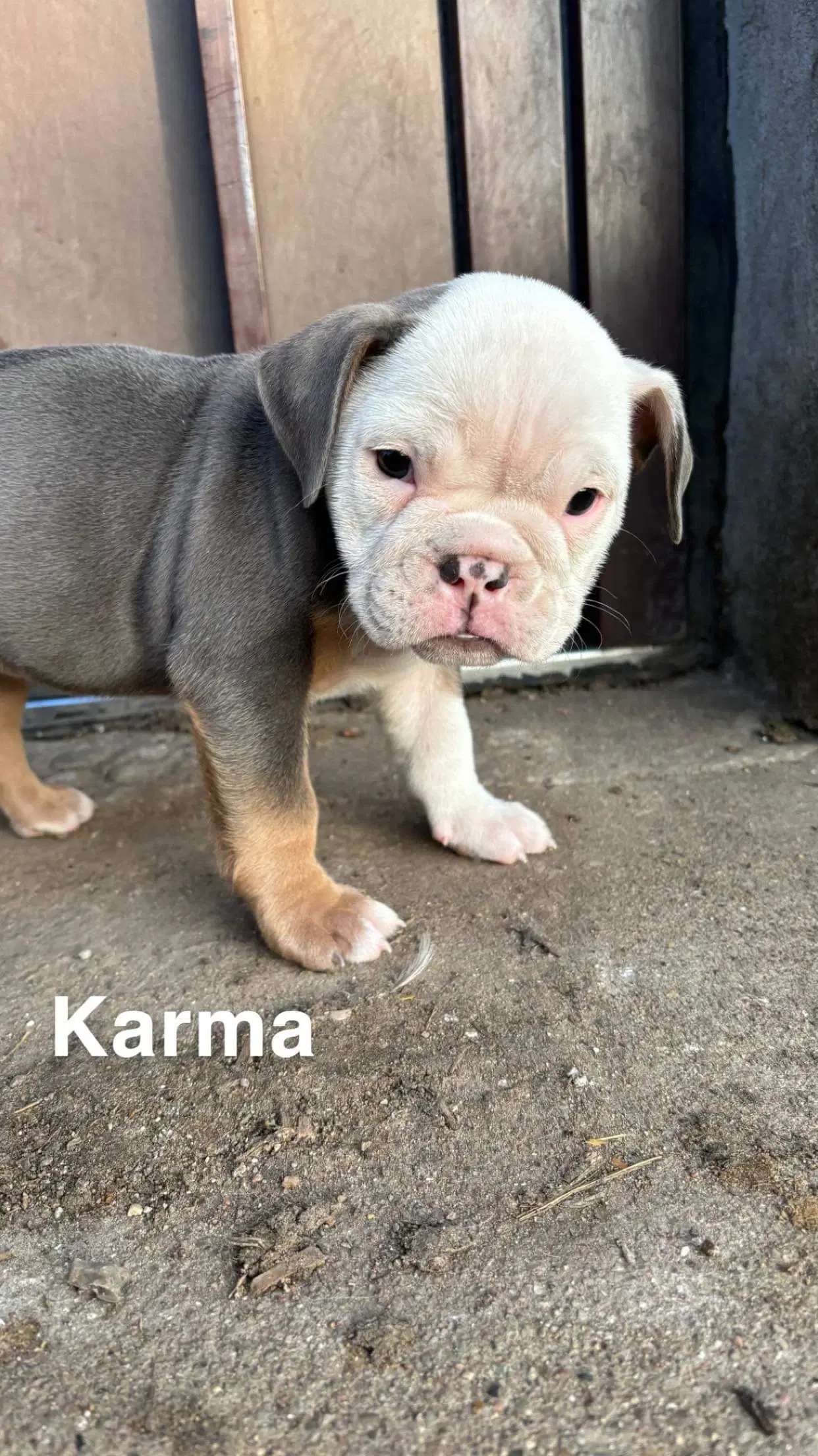 Old english bulldog