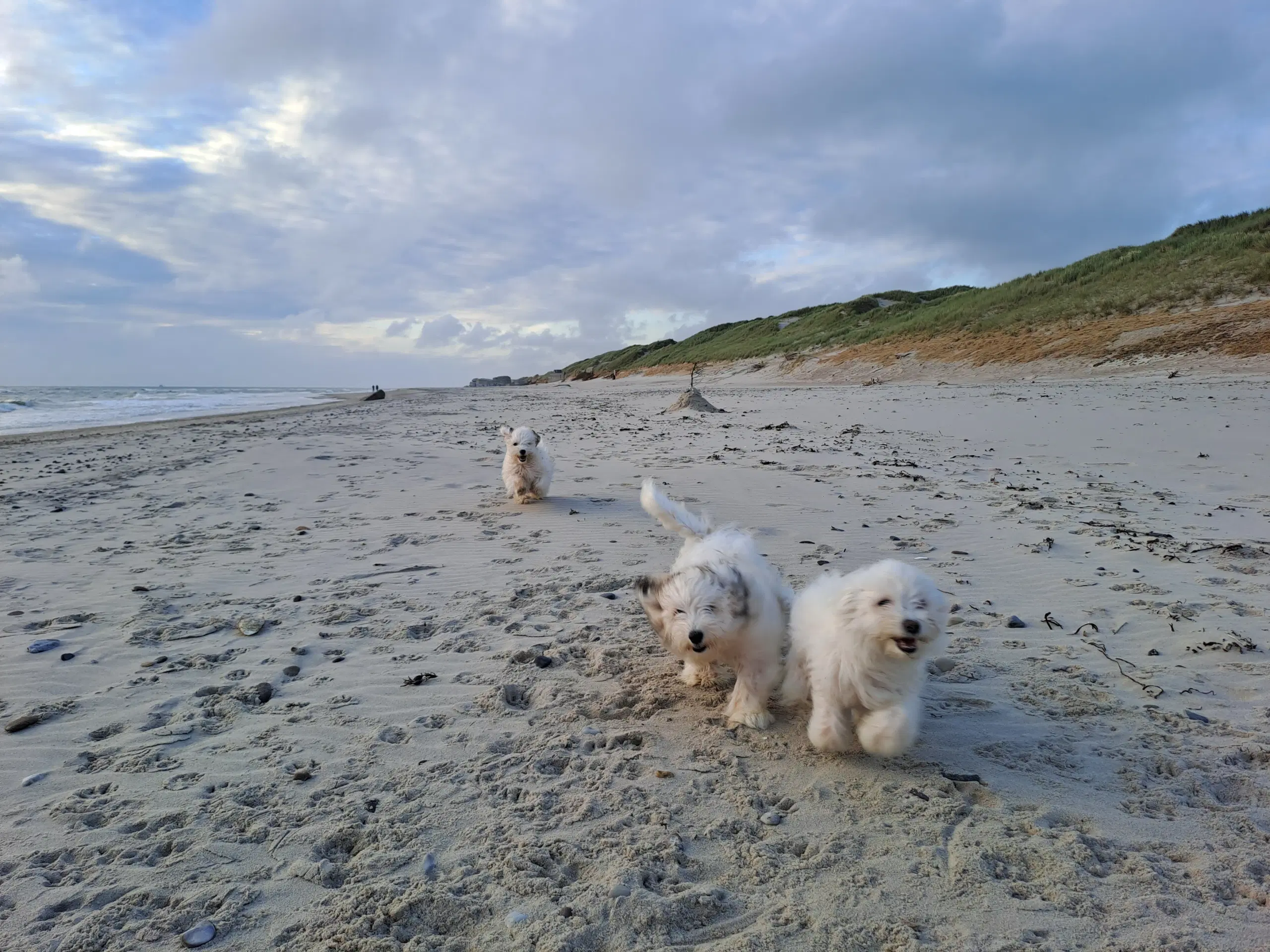 Livsglade coton de tulear hvalpe søger nye hjem