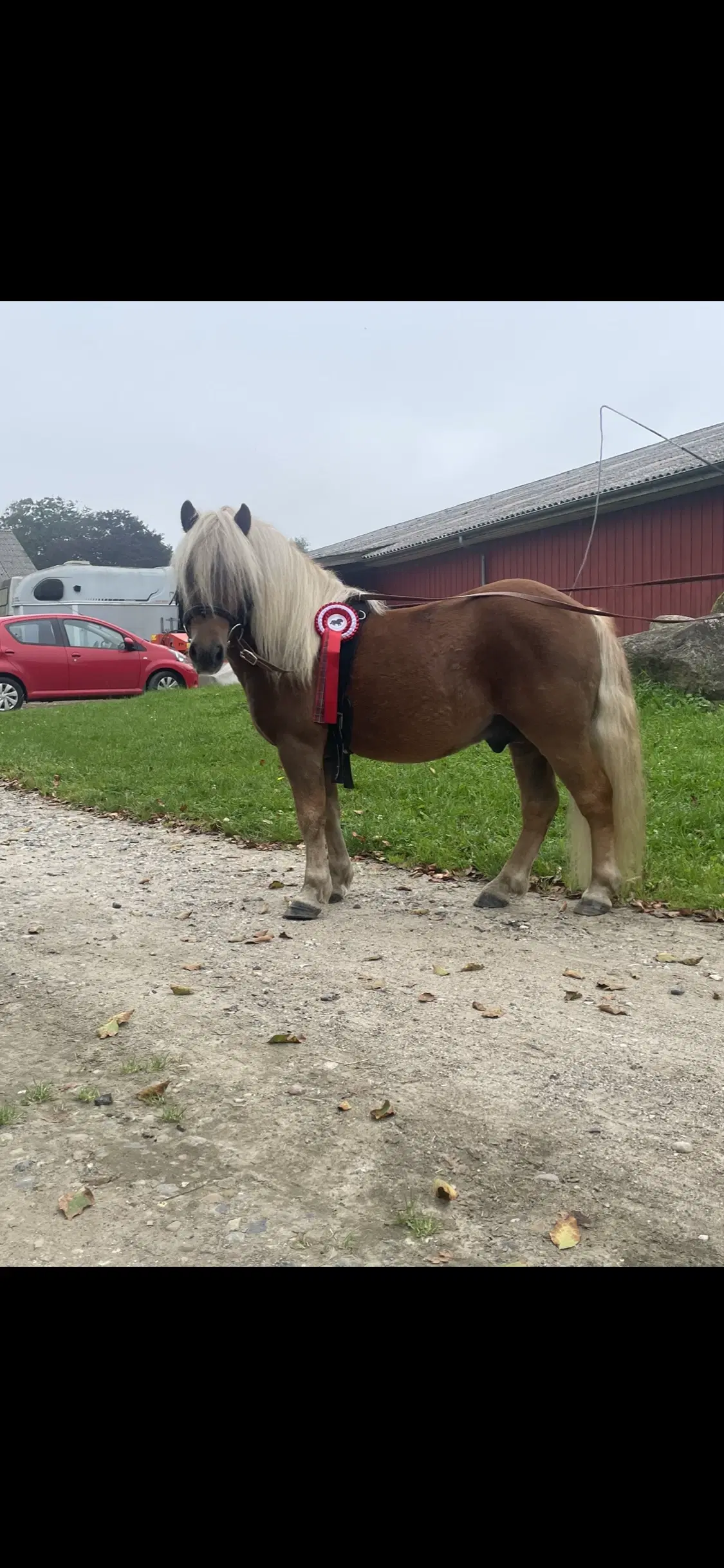 Kåret hingst sælges