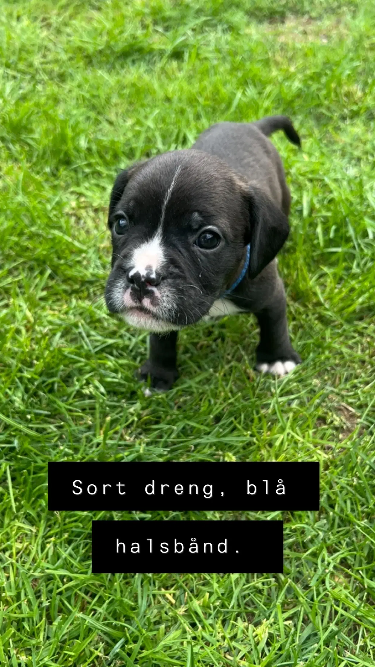 Fransk bulldog bla med cockerspaniel/ cavalier