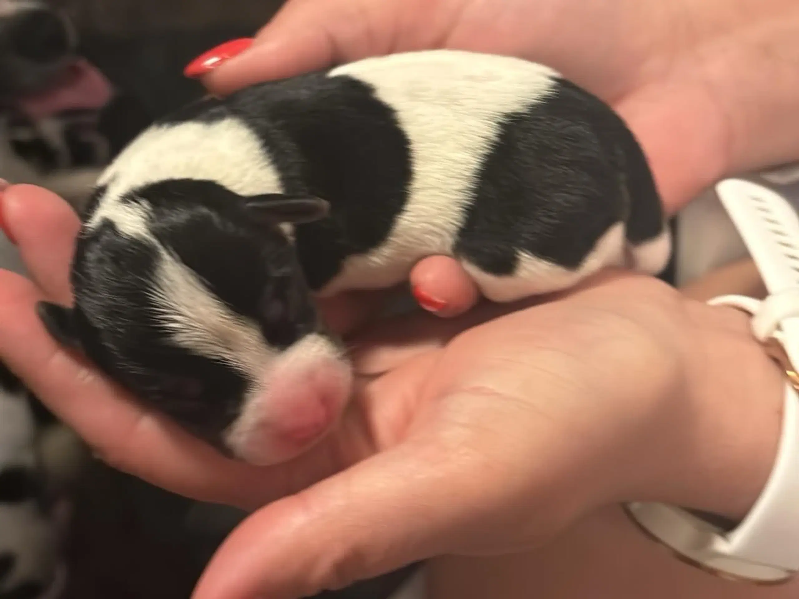 Hvalpe af Dansk/svensk gårdhunde