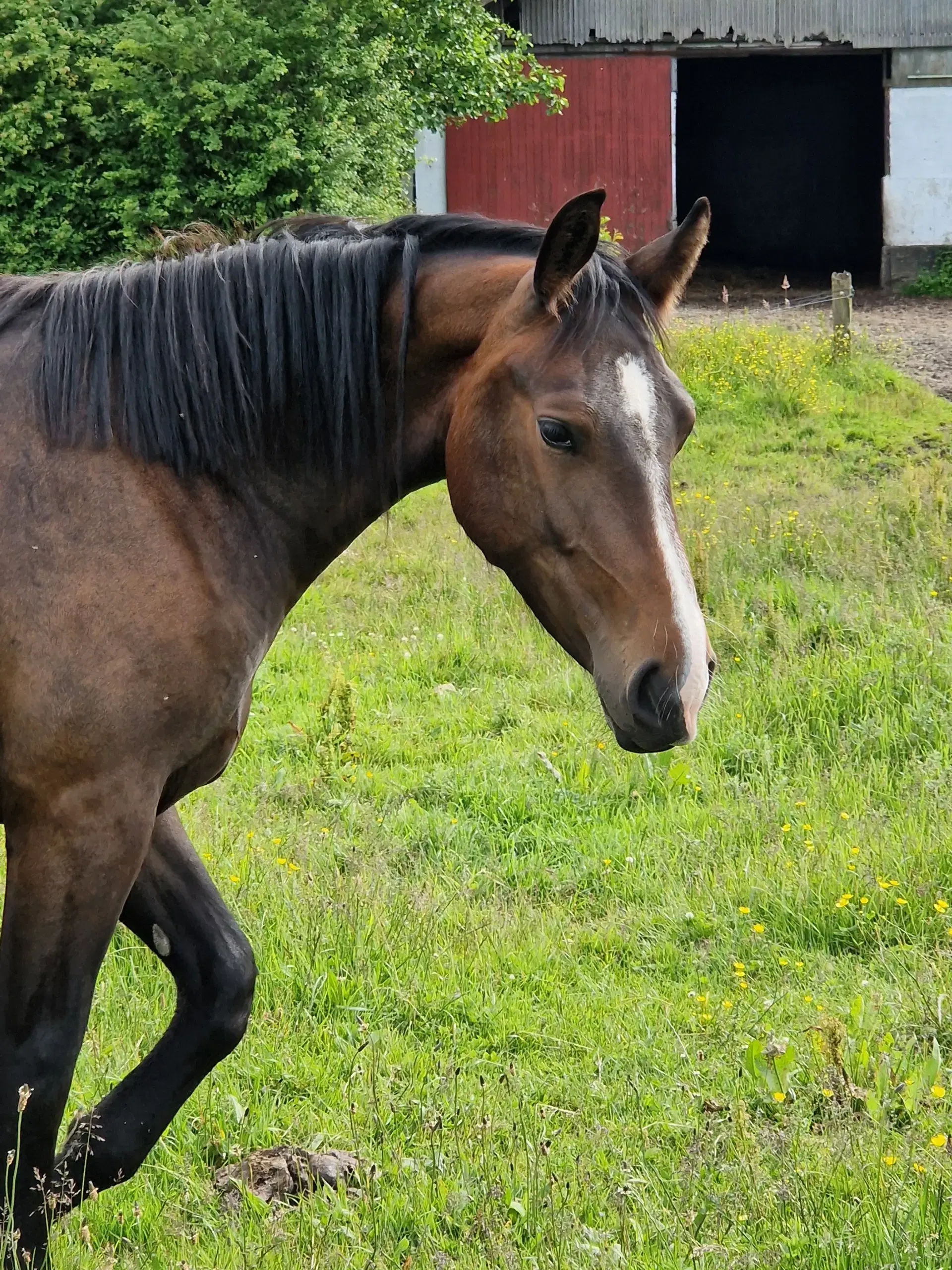 Oldenborg Hoppe efter Canton Anholm