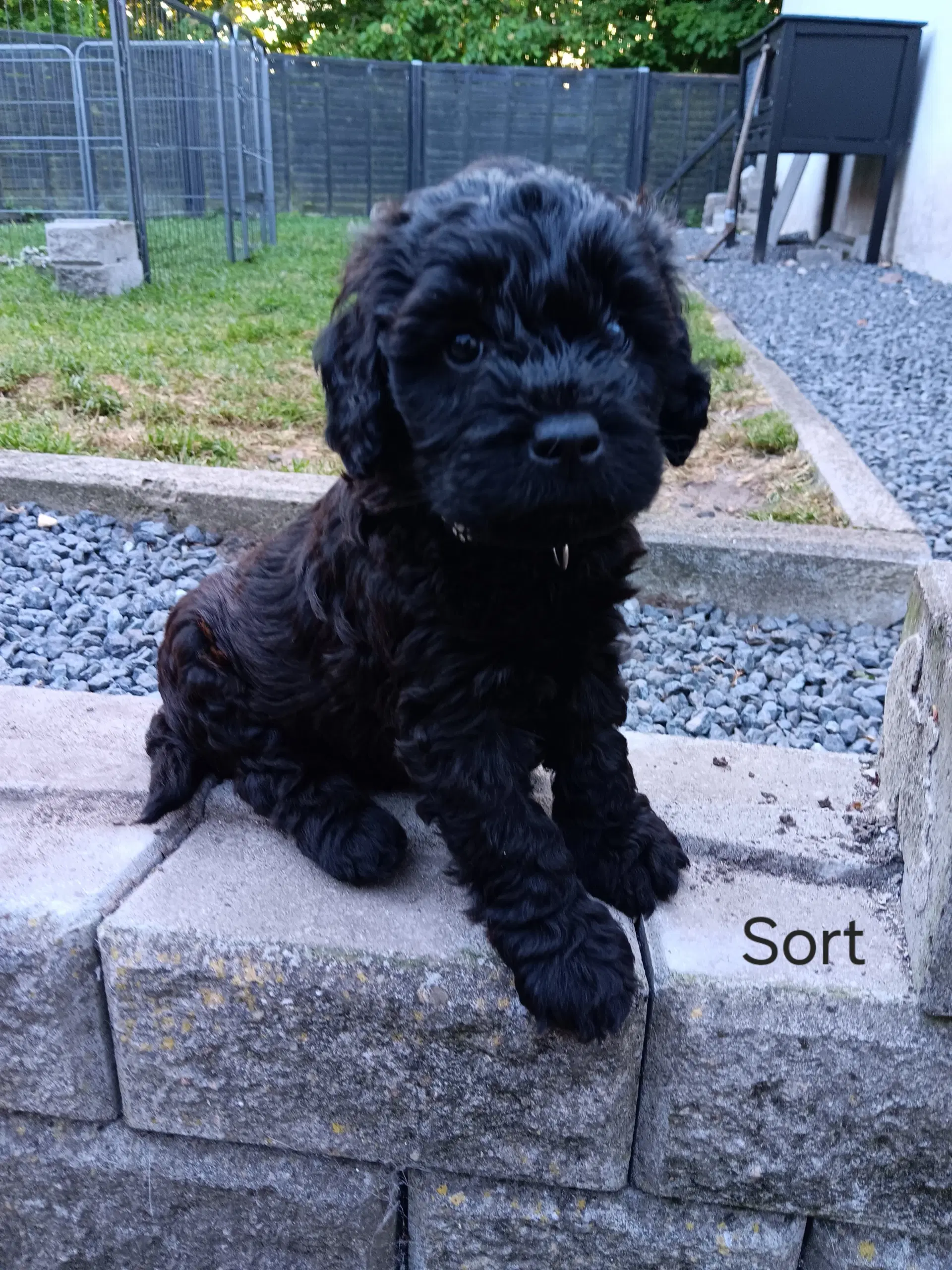 Skønne Labradoodle F1B hvalpe