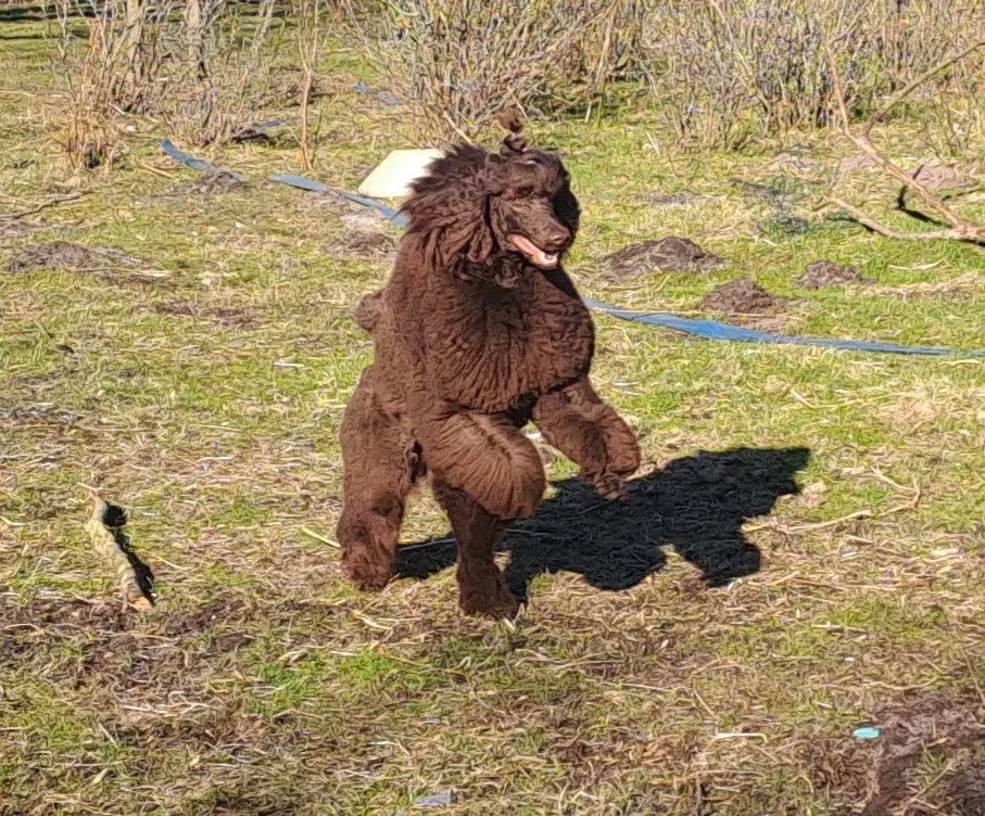 Hundefrisør/trimming/groomer