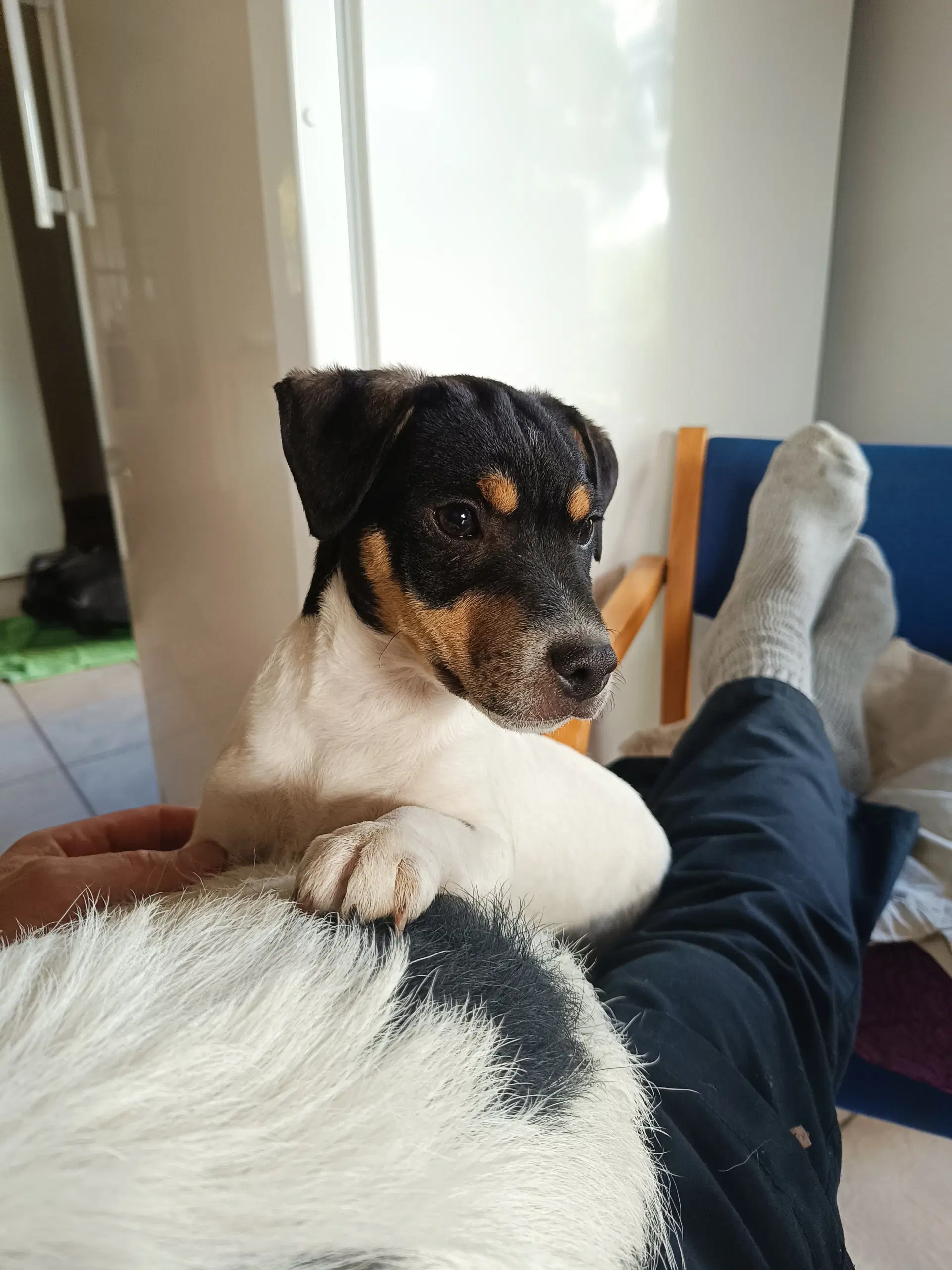 Jack Russel Hvalpe