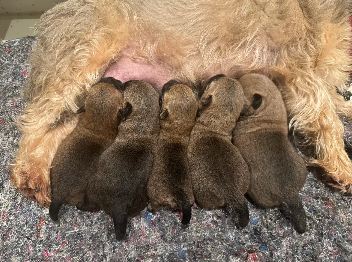 Cairn terrier hvalpe