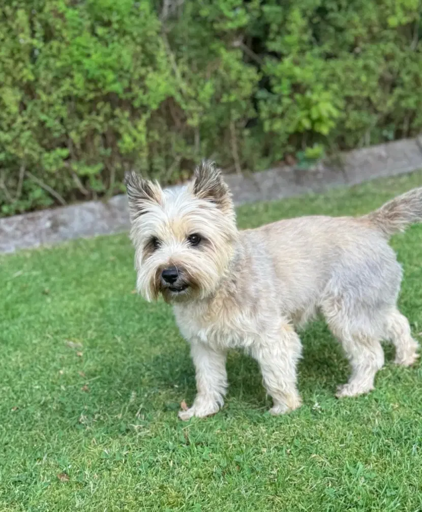 Cairn terrier hvalpe