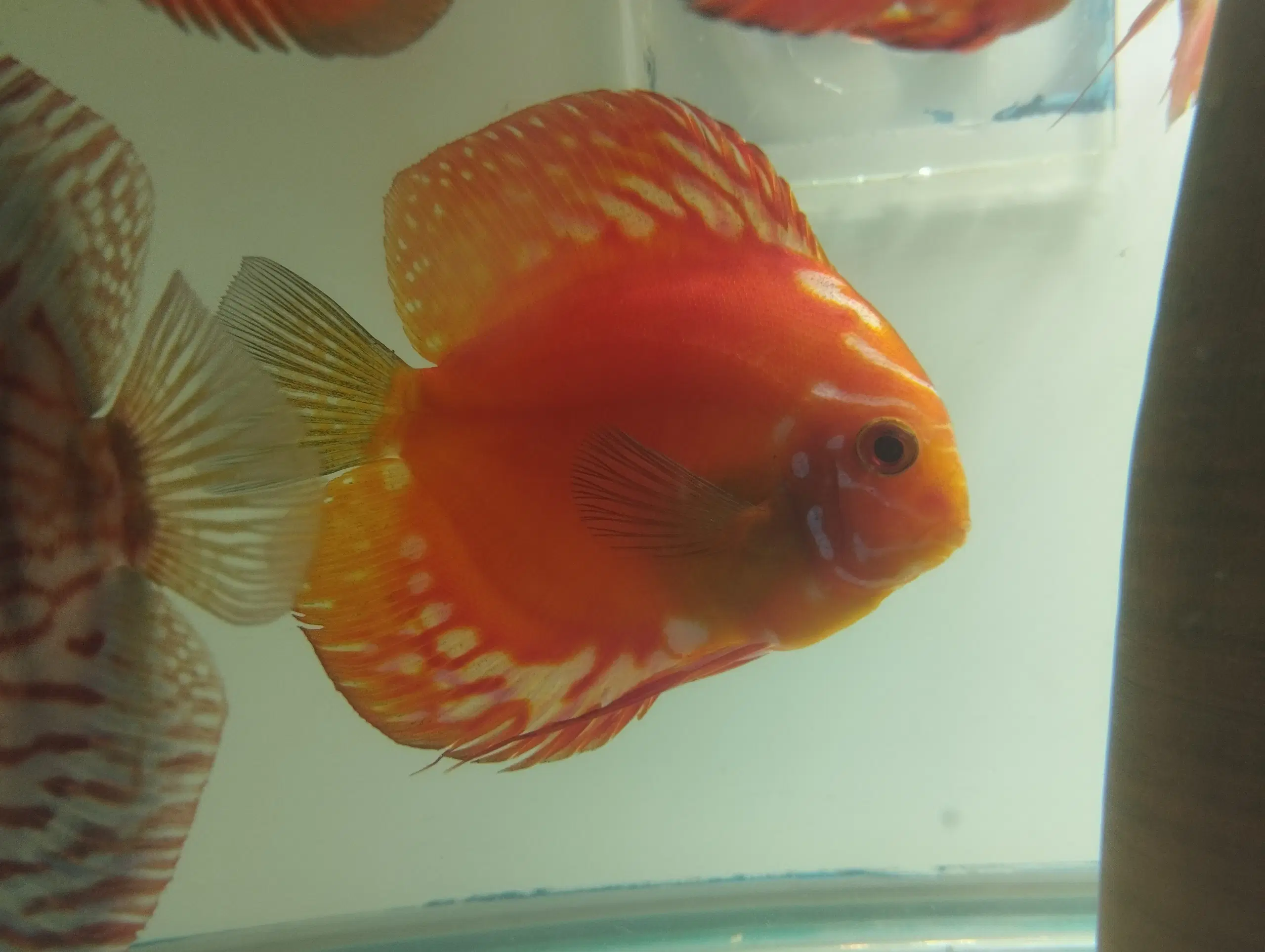 Discus han