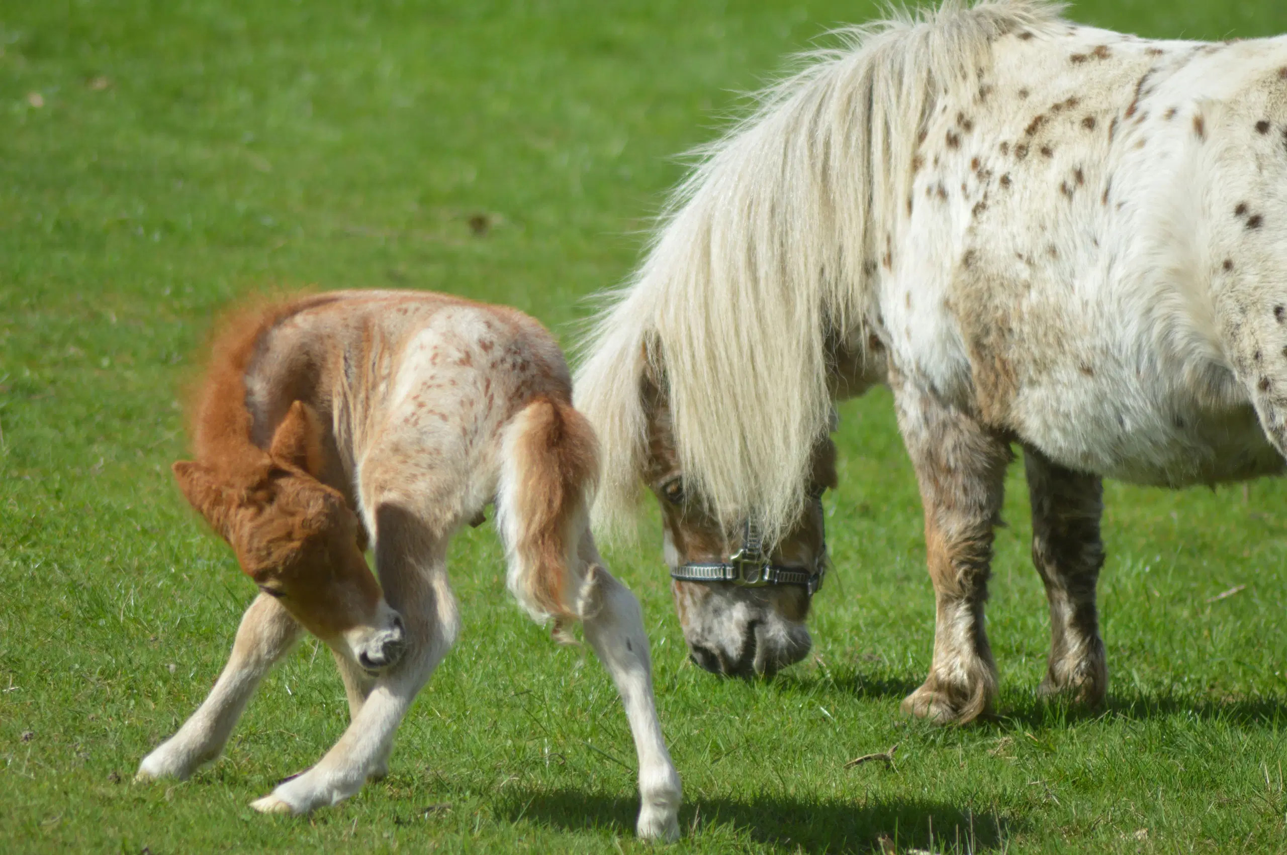 Mowgli -Mini Appaloosa