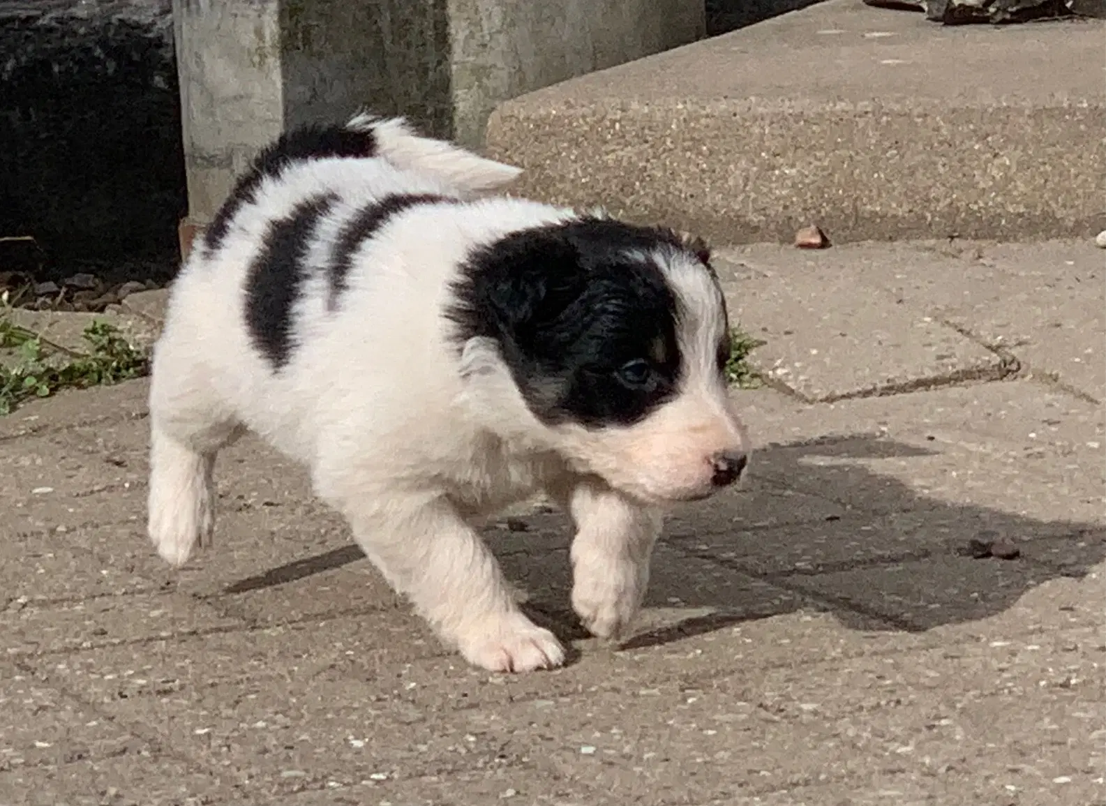 Border Collie hvalpe