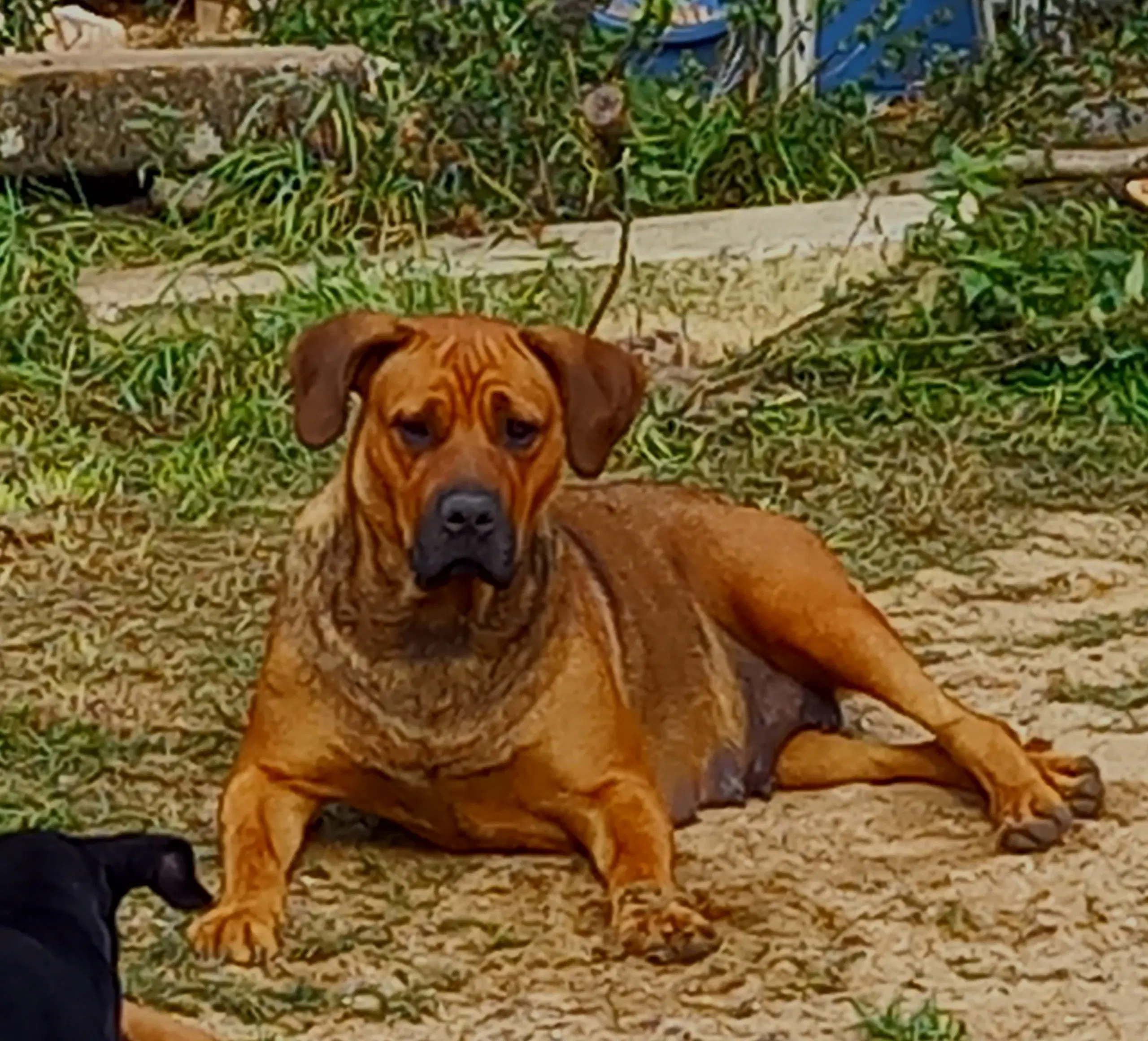 Cane Corso/Rottweiler