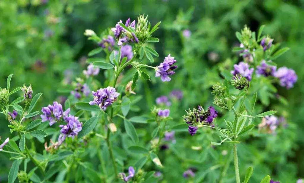 PAS PÅ NATUREN med smukke blomster -så nu!