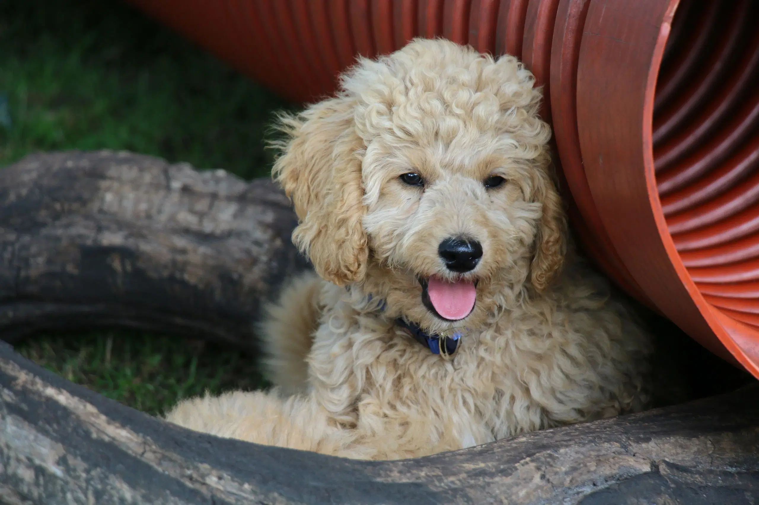 Goldendoodle Doodledoodle Cavapoo