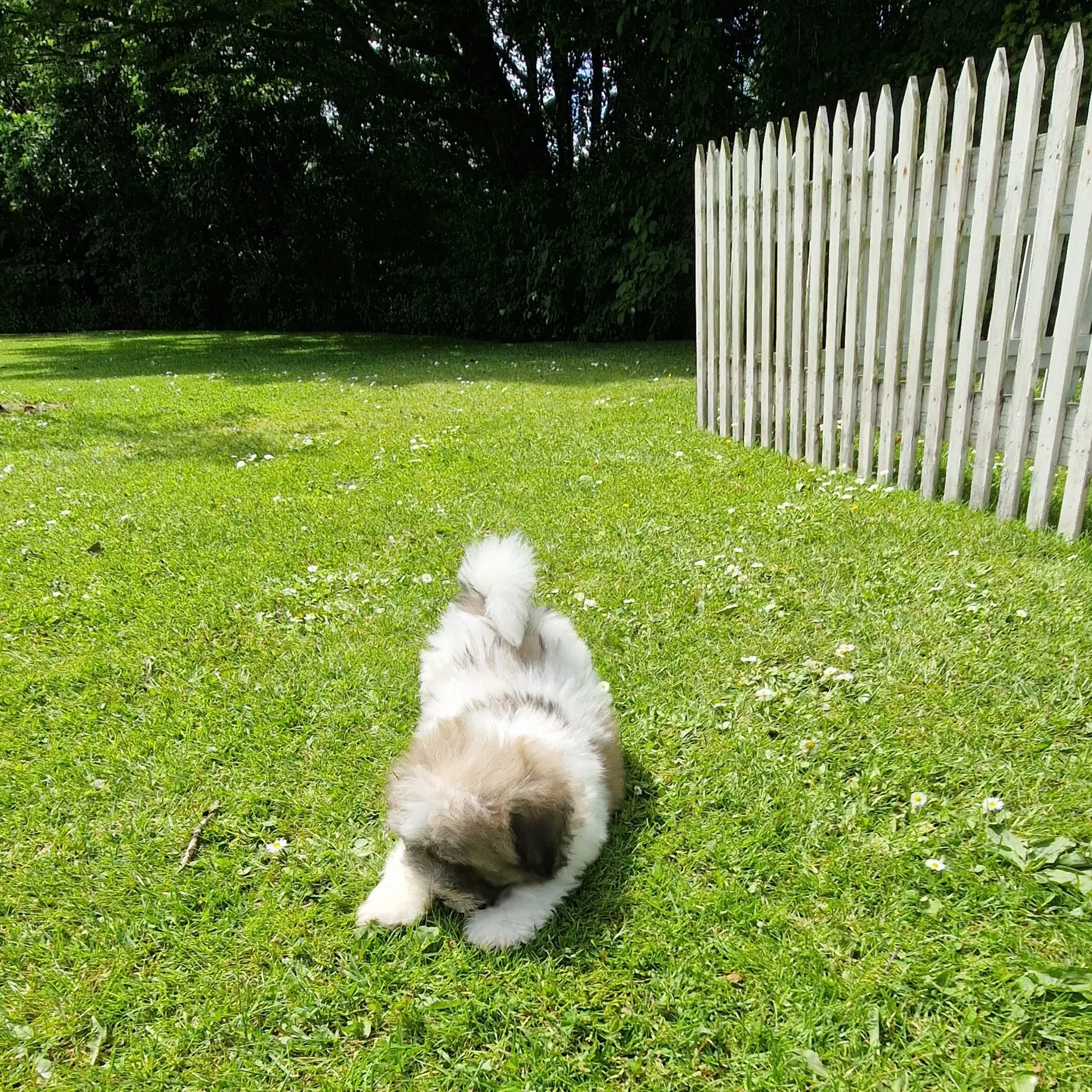 Coton de tulear