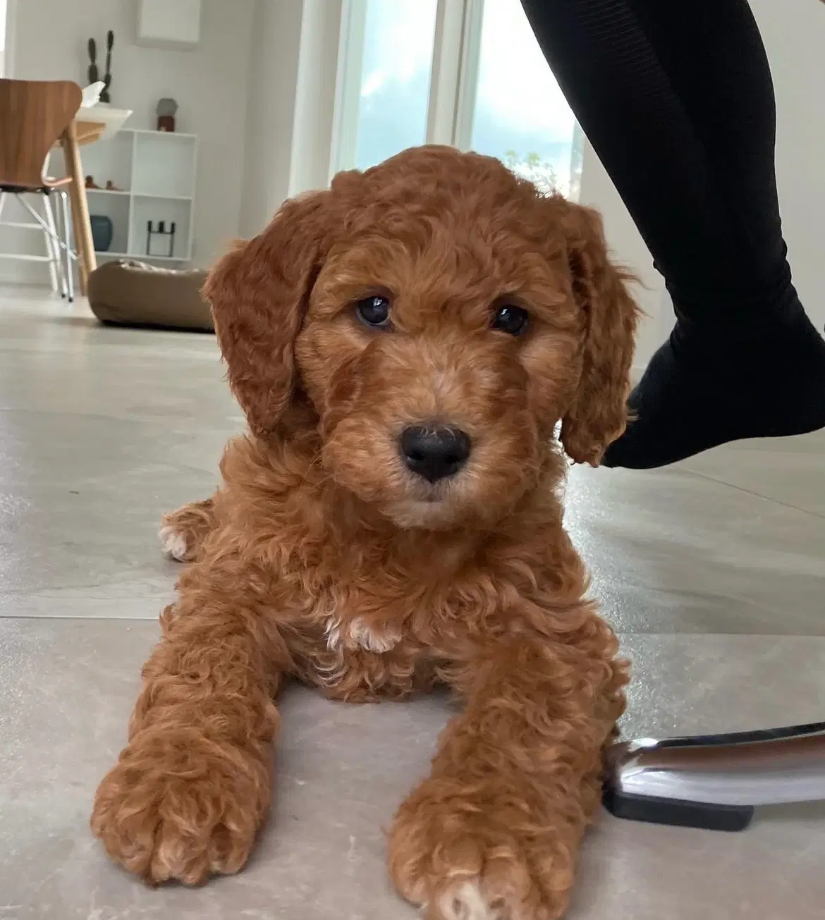 Goldendoodle rød abrikos