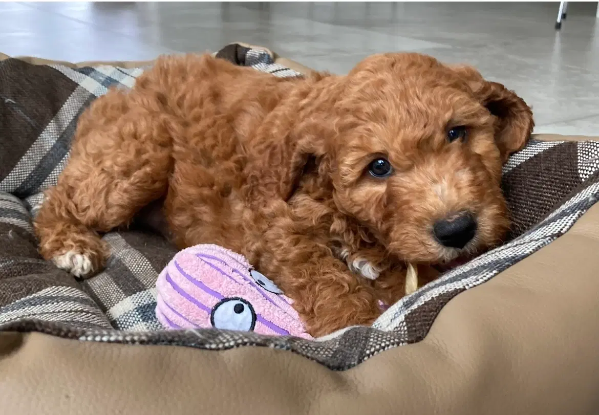 Goldendoodle rød abrikos