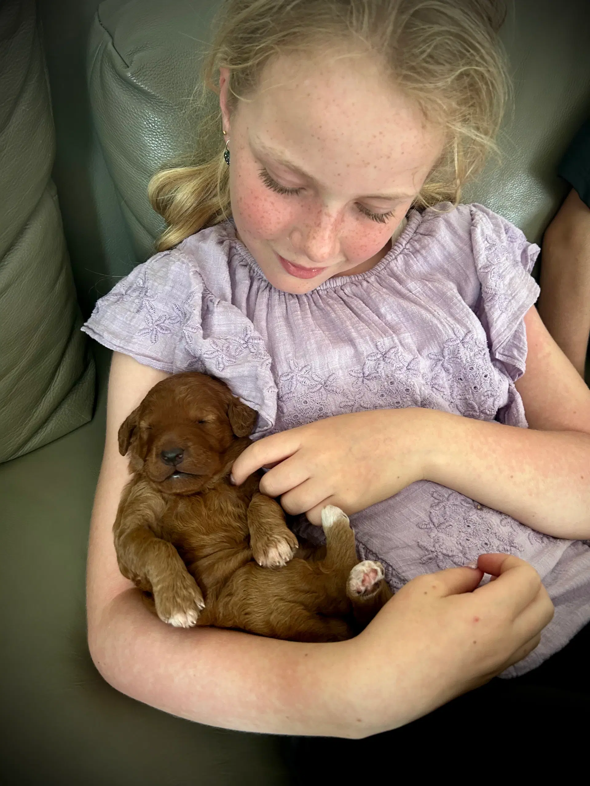 Goldendoodle rød abrikos