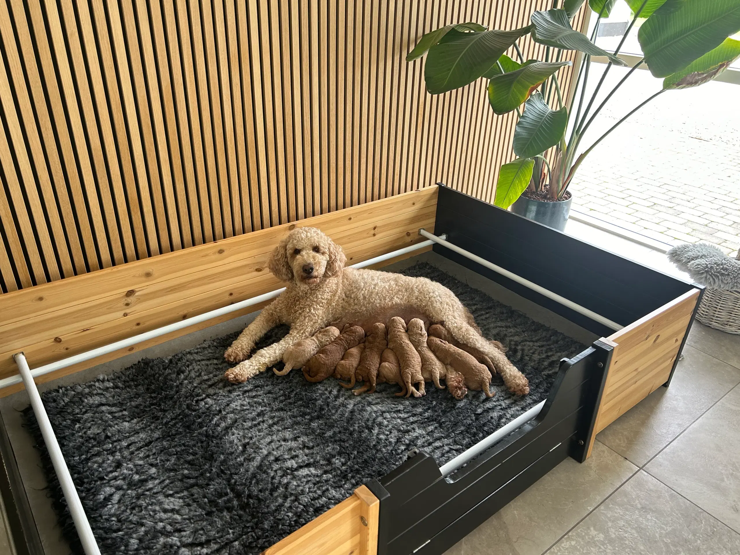 Goldendoodle rød abrikos