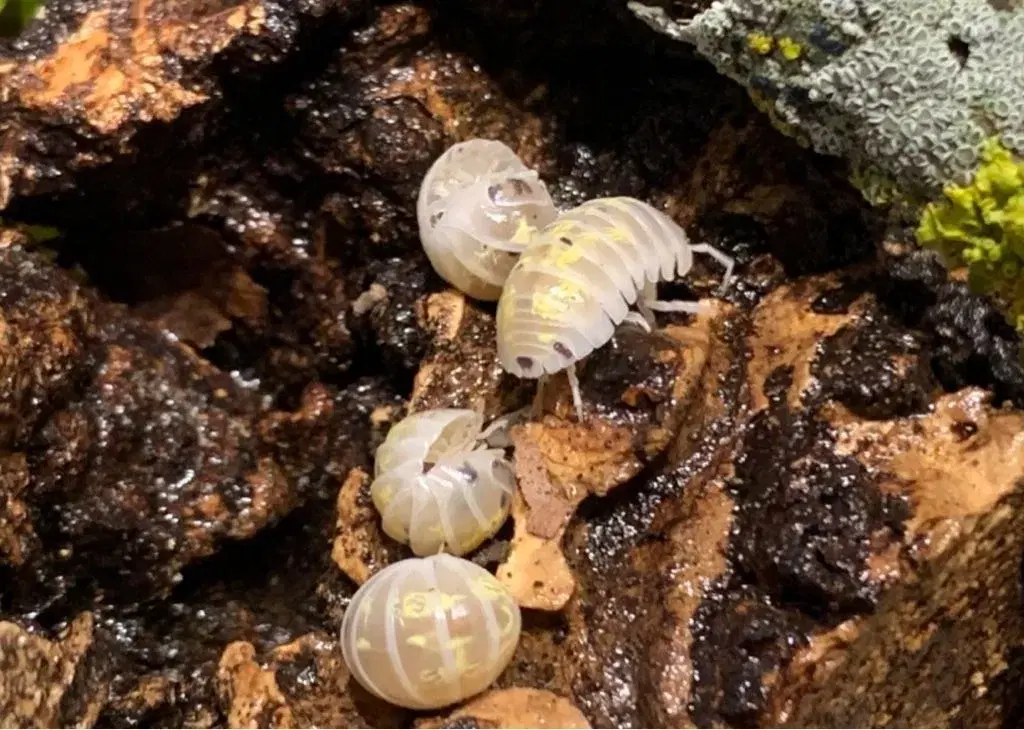 Armadillidium Magic Potion