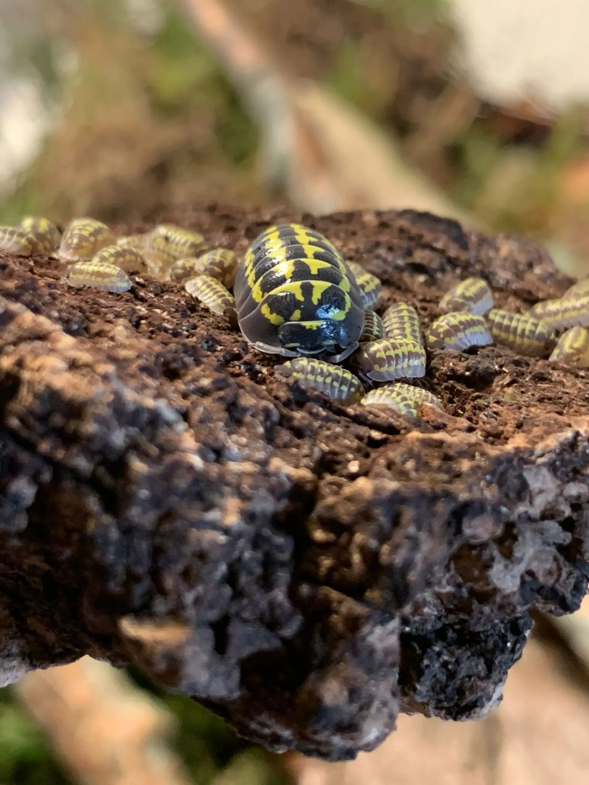 Armadillidium Gestroi sælges